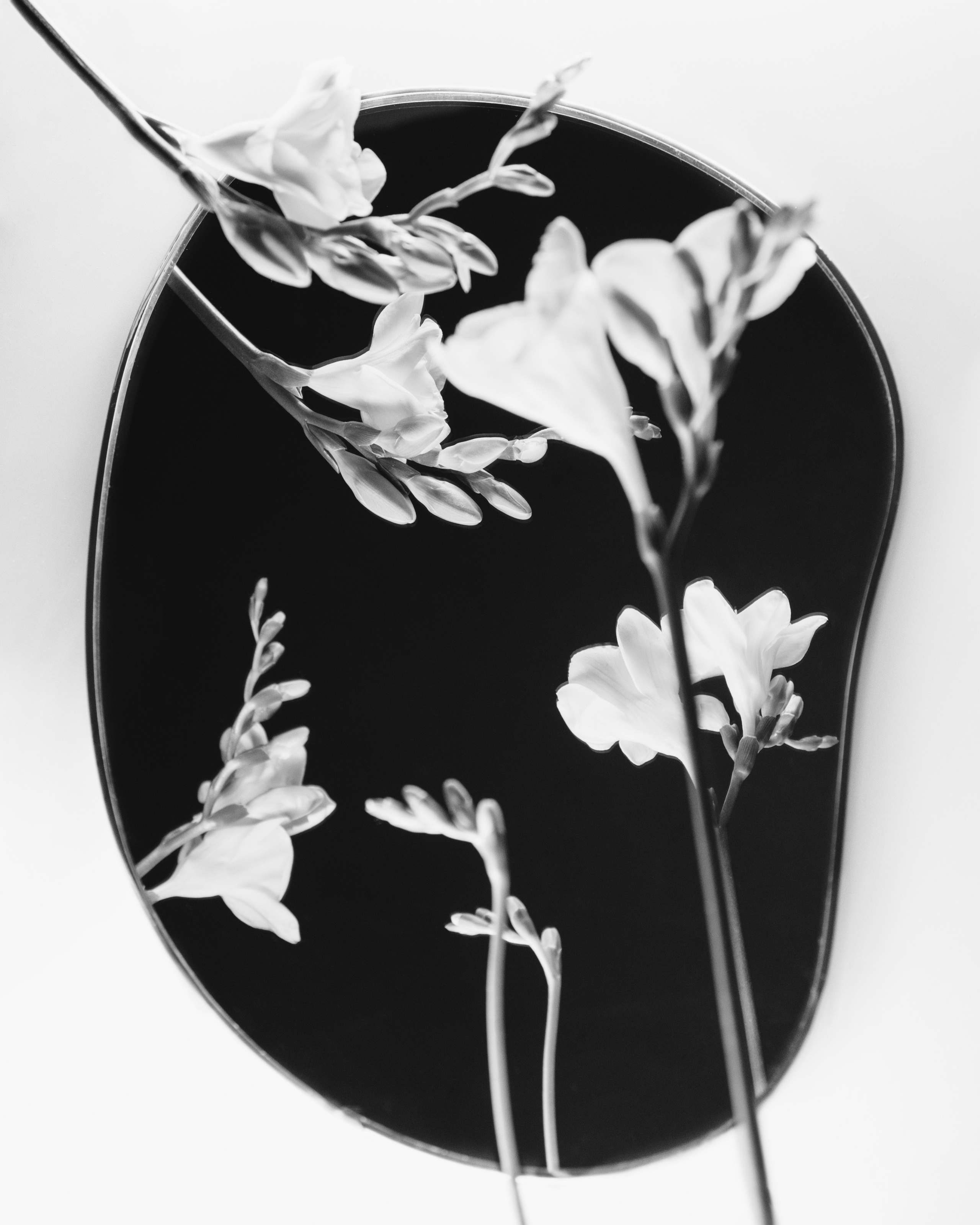 Фотографии цветов и растений. Zamira Sozieva ~ Портретный фотограф ~ Москва