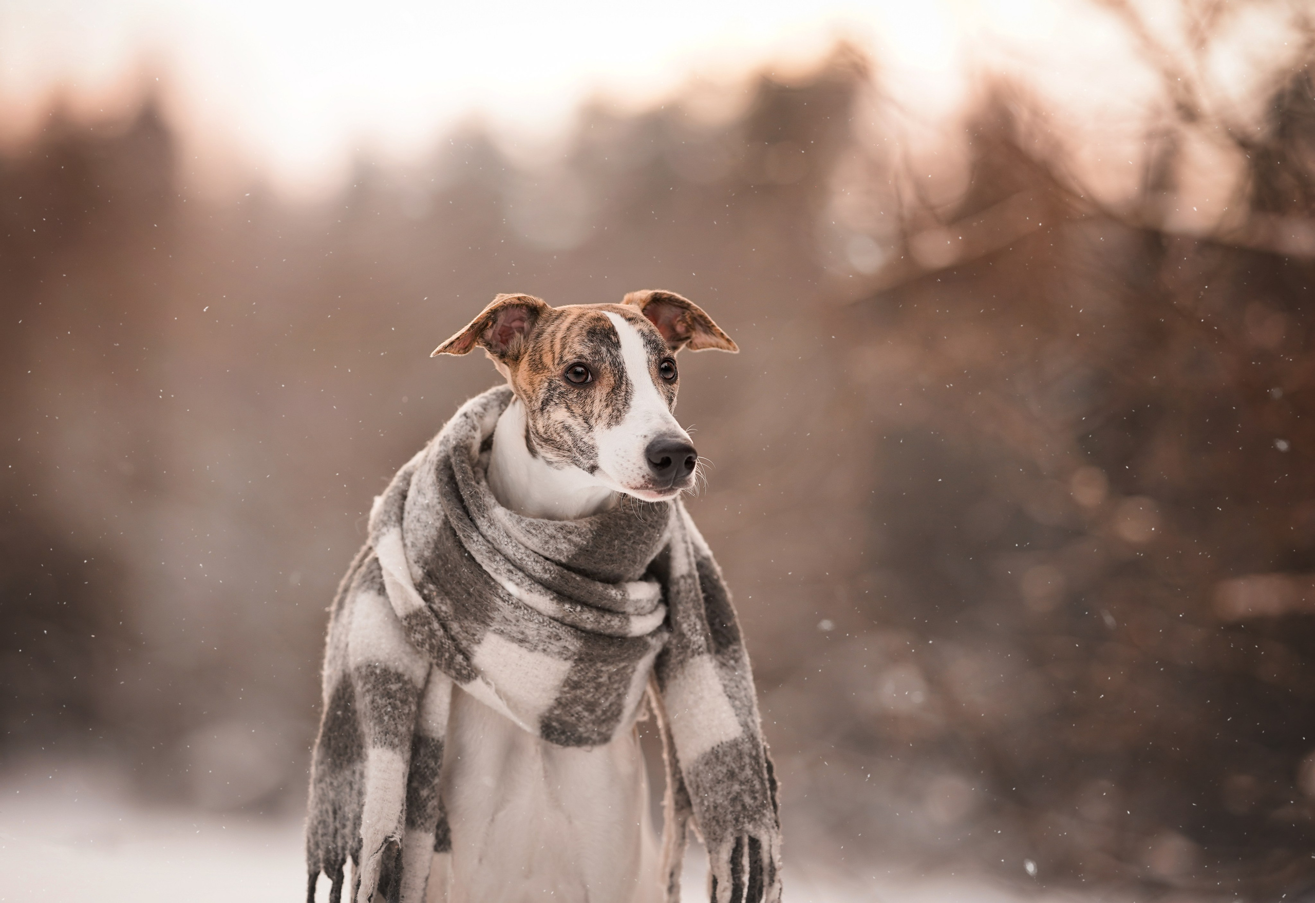 Даша Илья Вениамина и Мэдиссон. Фотограф-анималист в Санкт-Петербурге Яна Мартынова