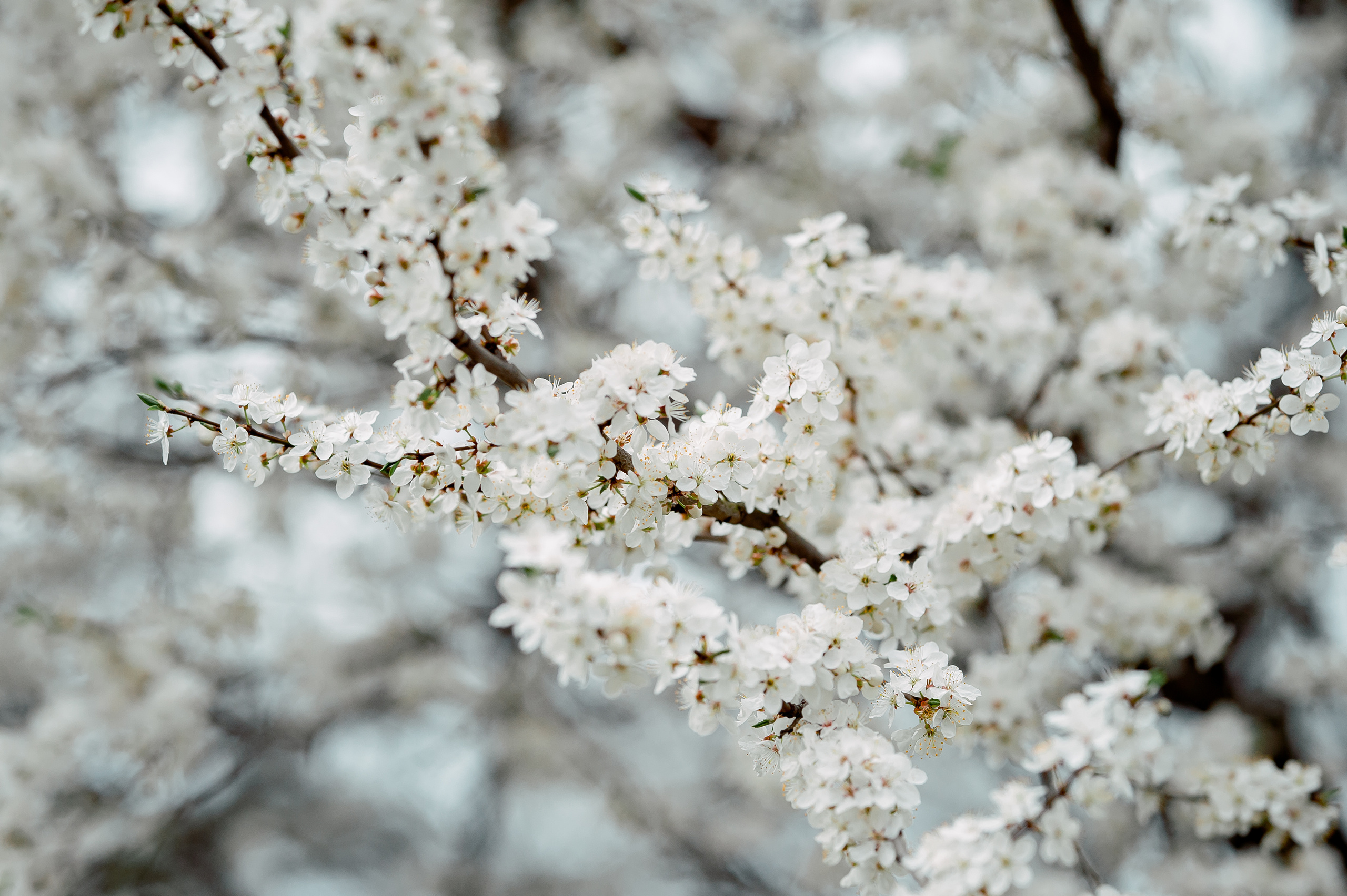 Ирина, МО, Щёлково, цветение вишни. Свадебный и семейный фотограф Виктория Носачёва. Щелково, Москва и МО