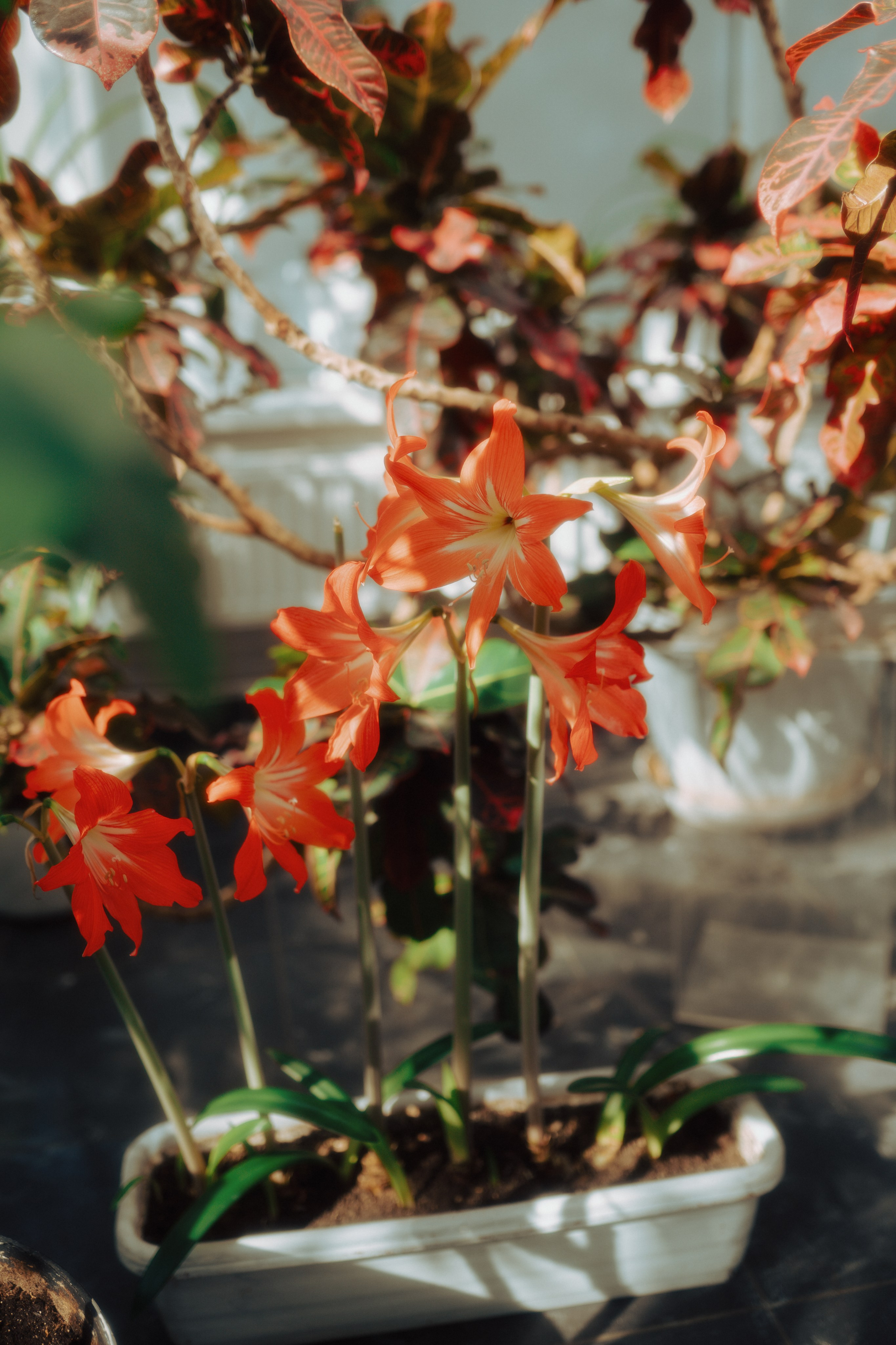 Тамара. Фотограф Екатерина Катунова | Москва