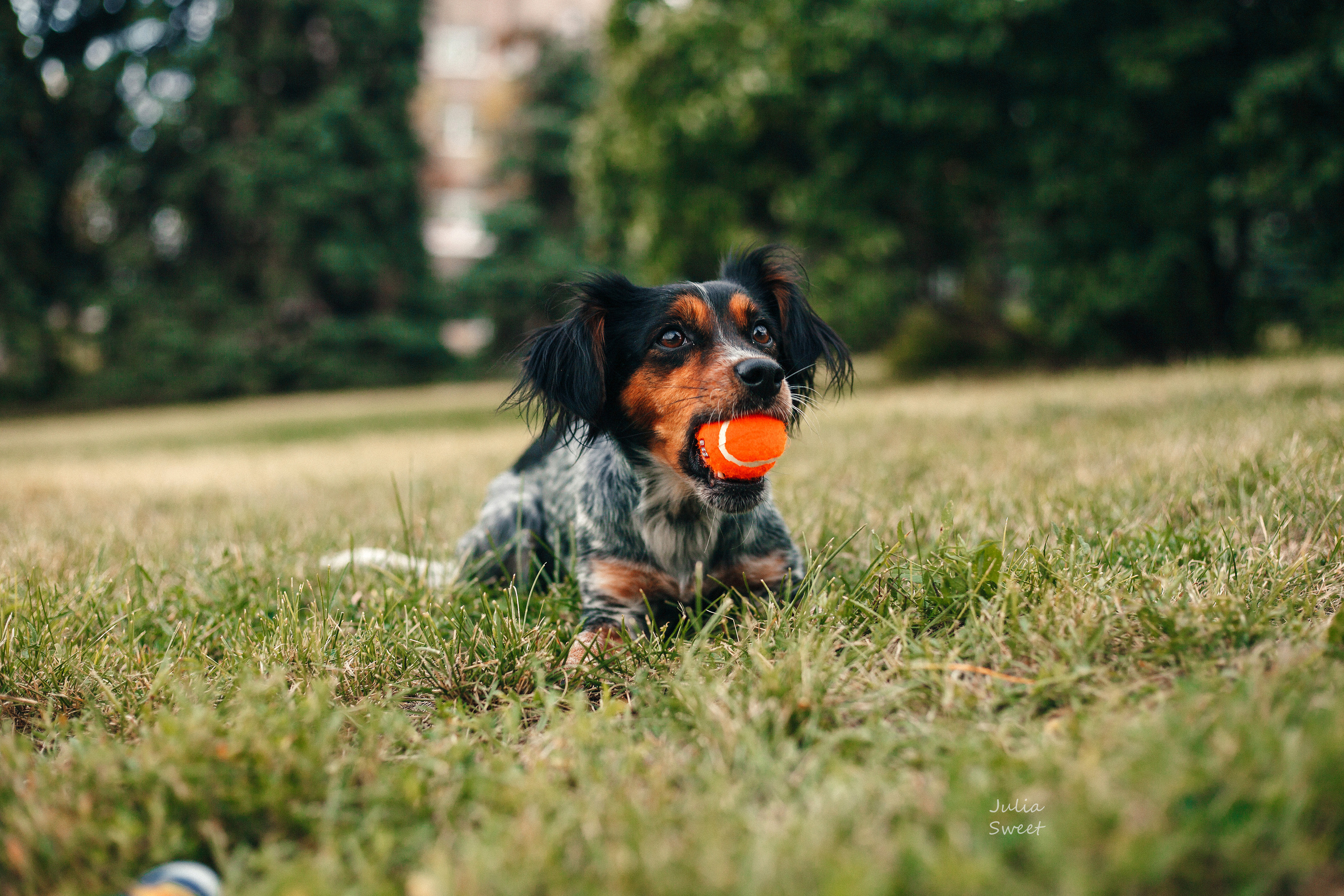 Настя с любимыми собачками. Свадебный и портретный фотограф в Липецке Юлия Свит