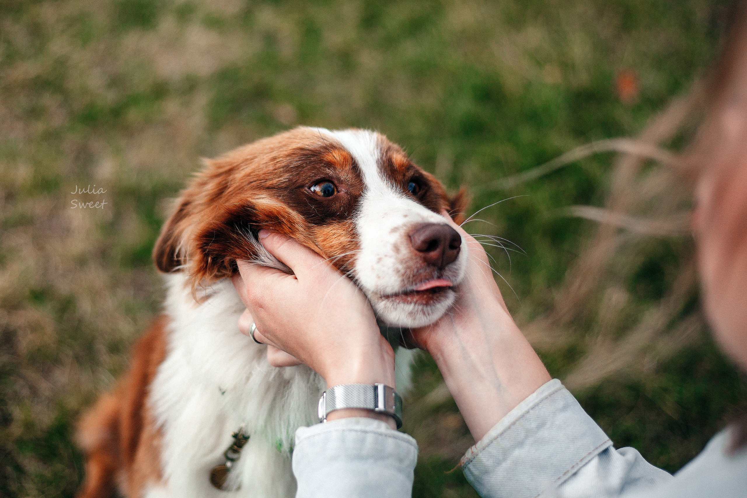Настя с любимыми собачками. Свадебный и портретный фотограф в Липецке Юлия Свит