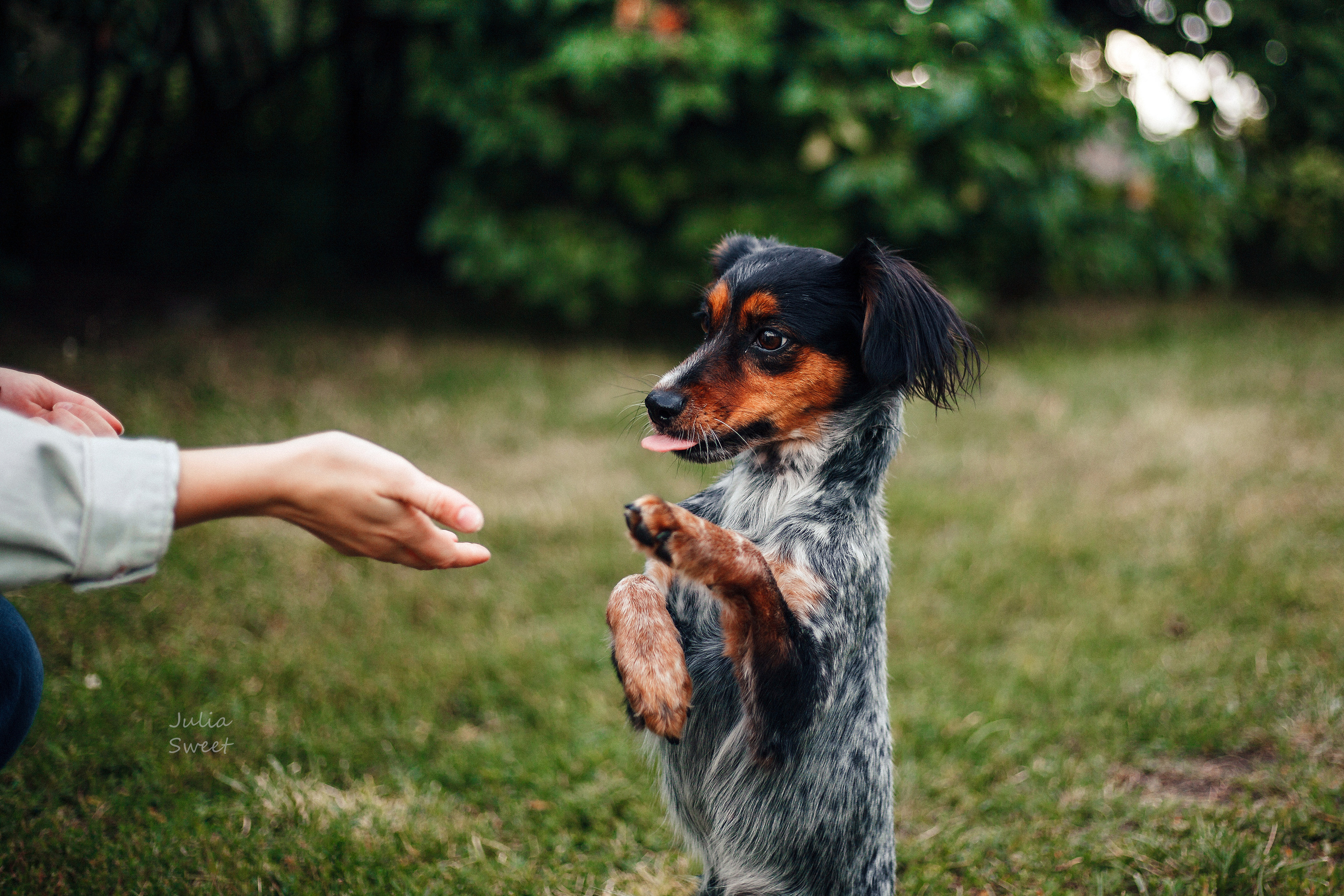 Настя с любимыми собачками. Свадебный и портретный фотограф в Липецке Юлия Свит