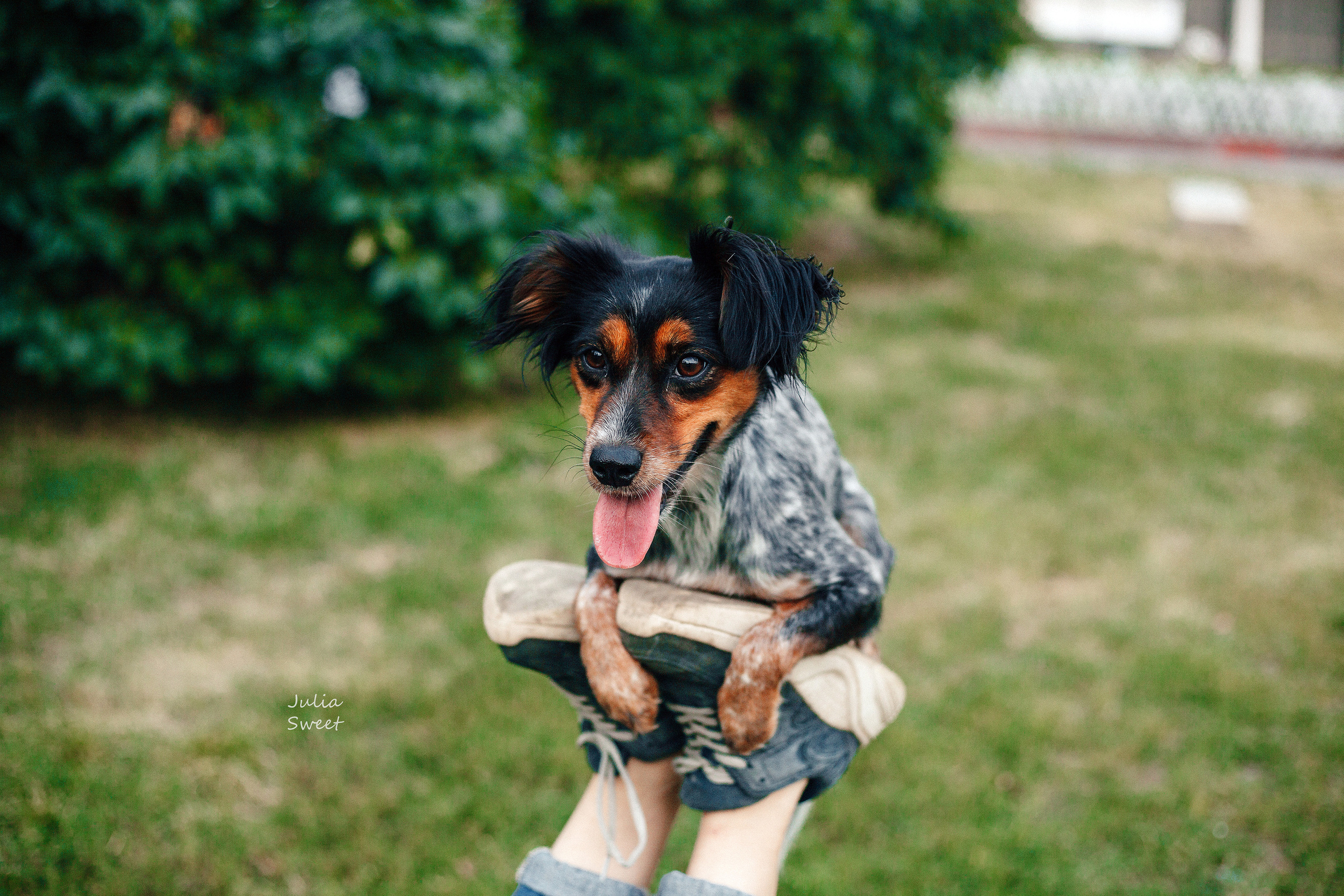Настя с любимыми собачками. Свадебный и портретный фотограф в Липецке Юлия Свит