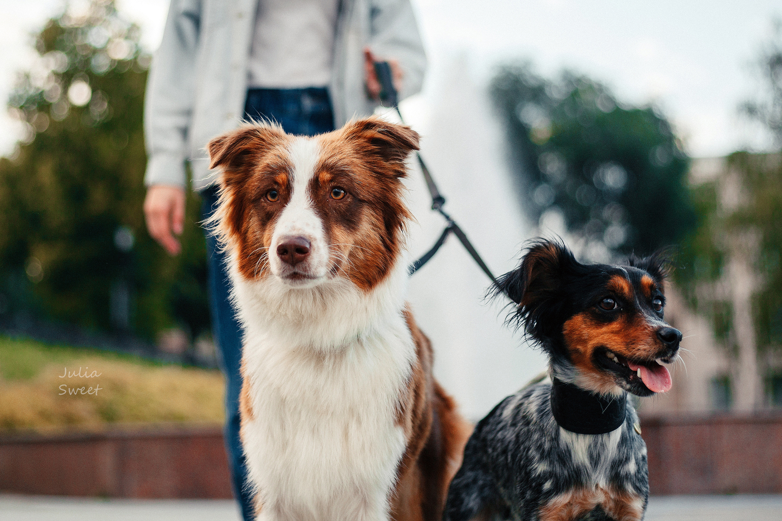 Настя с любимыми собачками. Свадебный и портретный фотограф в Липецке Юлия Свит