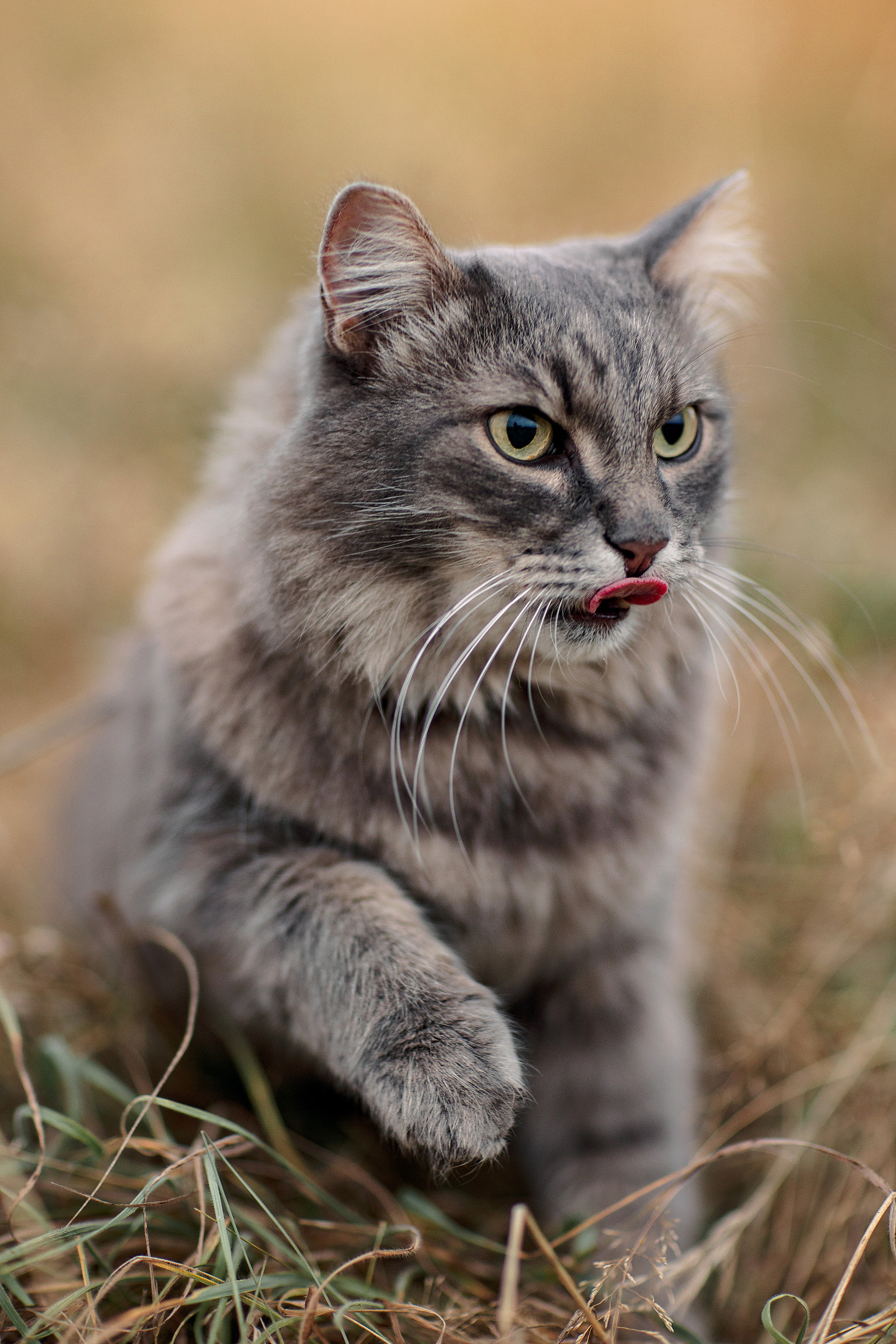 Семейная фотосессия. Лето 2022. Семейный и детский фотограф в Пензе Анна Михайлова