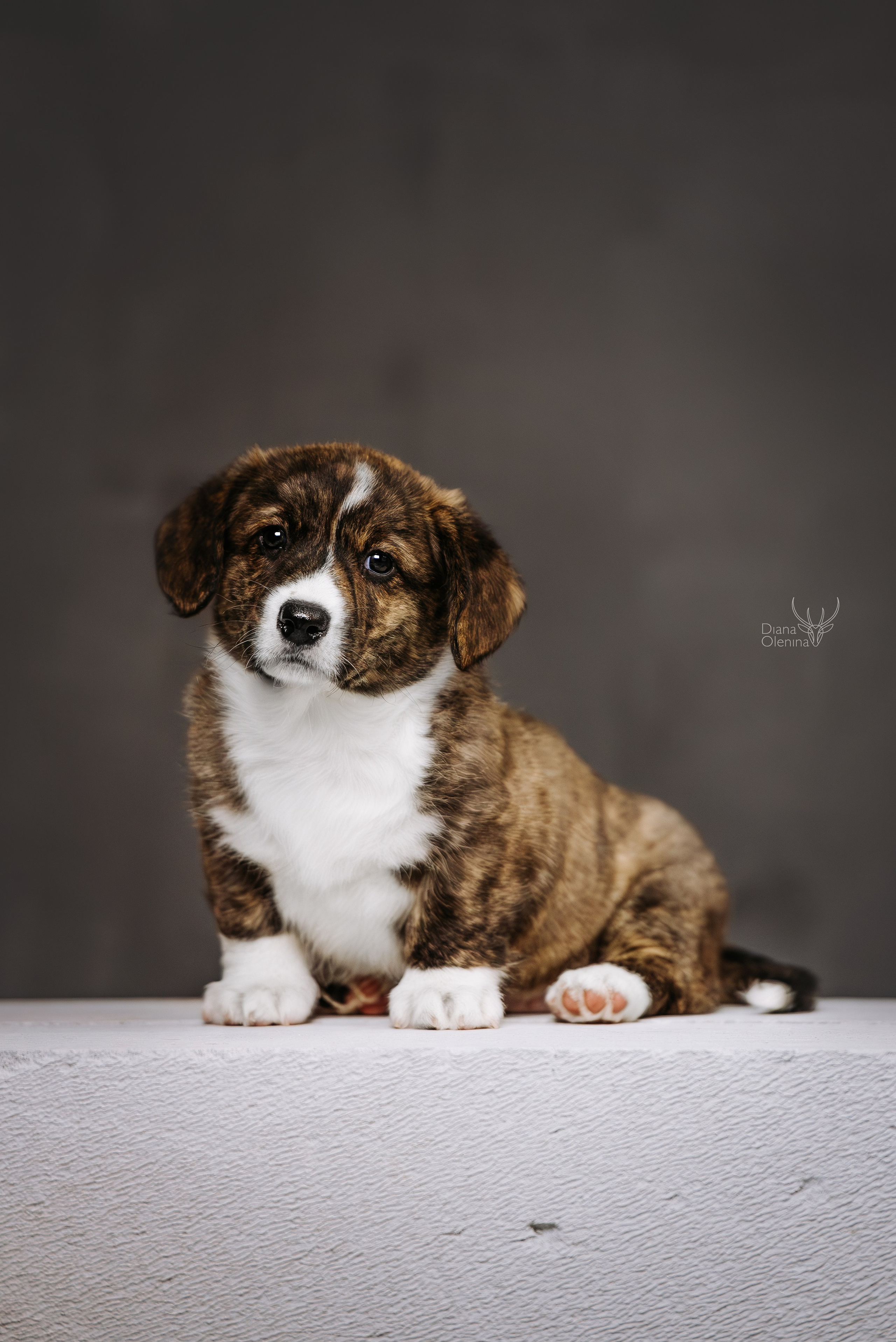 Помет Вельш Корги Кардиган. Фотограф Диана Оленина Красноярск / Братск