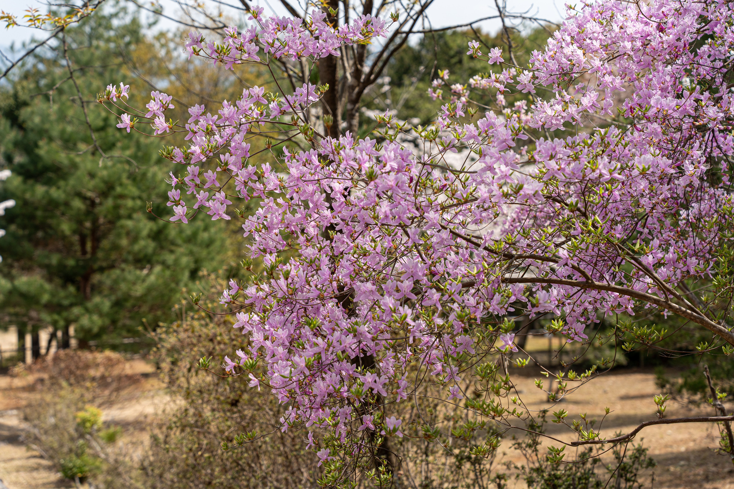 Япония, сакура. Творческие сьемки