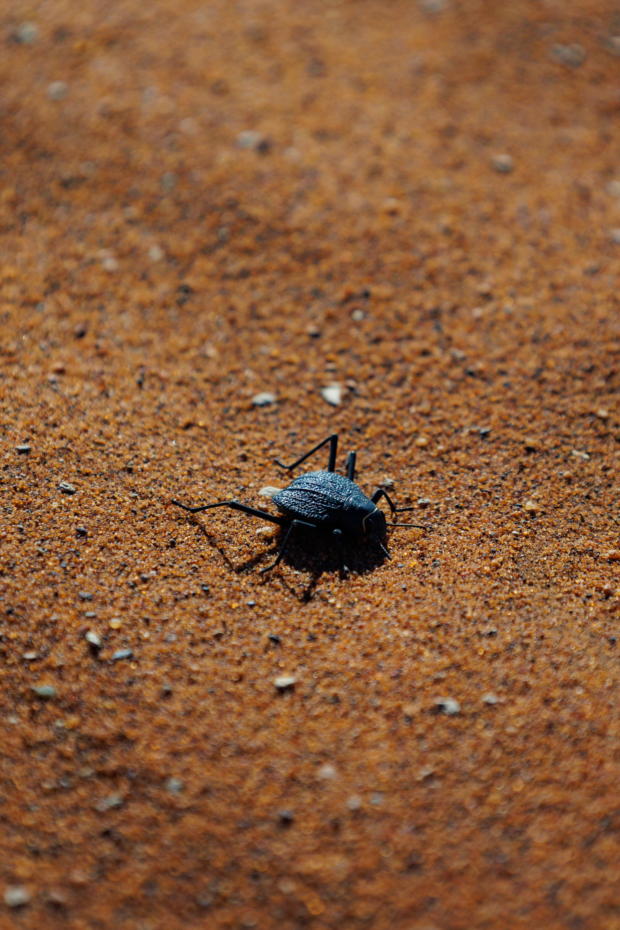 НАМИБИЯ. Роадтрип