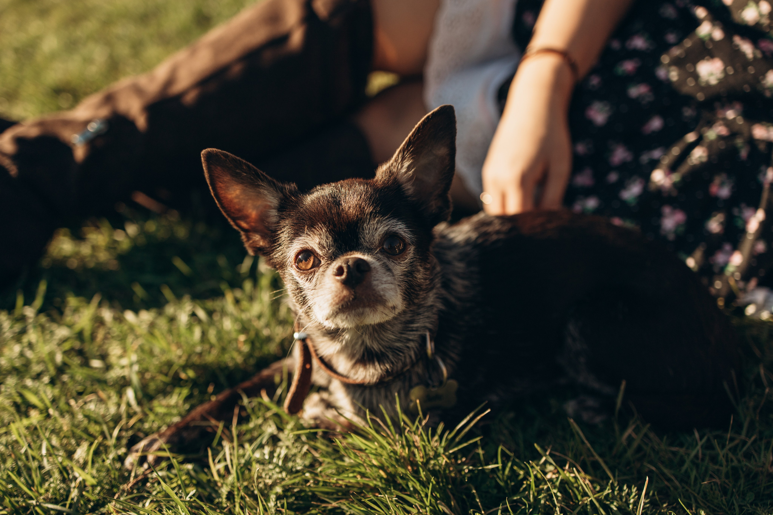Даша и ее мальчики. Фотограф — Анималист | Санкт-Петербург