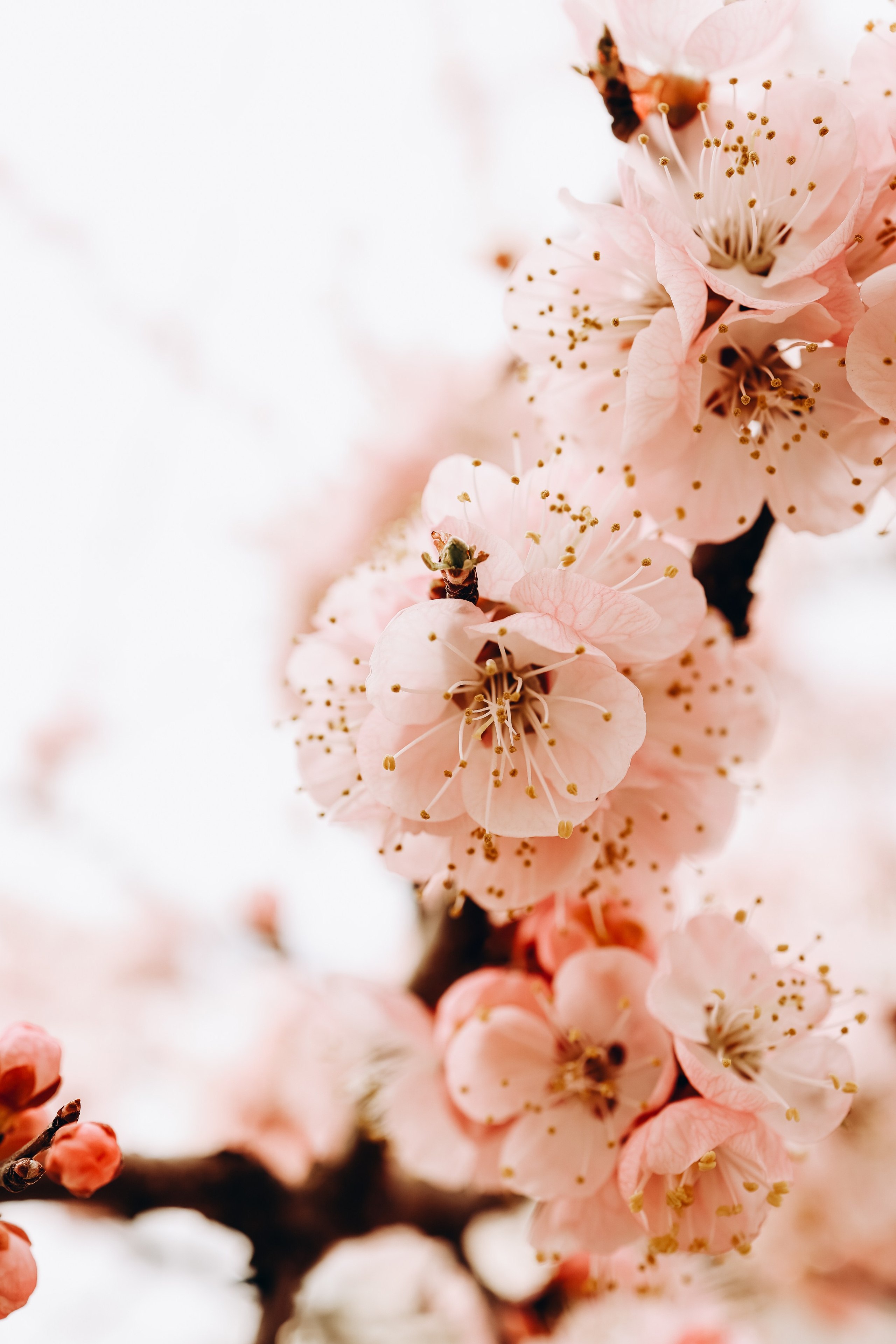 Снежана. Свадебный и семейный фотограф в Воронеже Ксения Воротникова