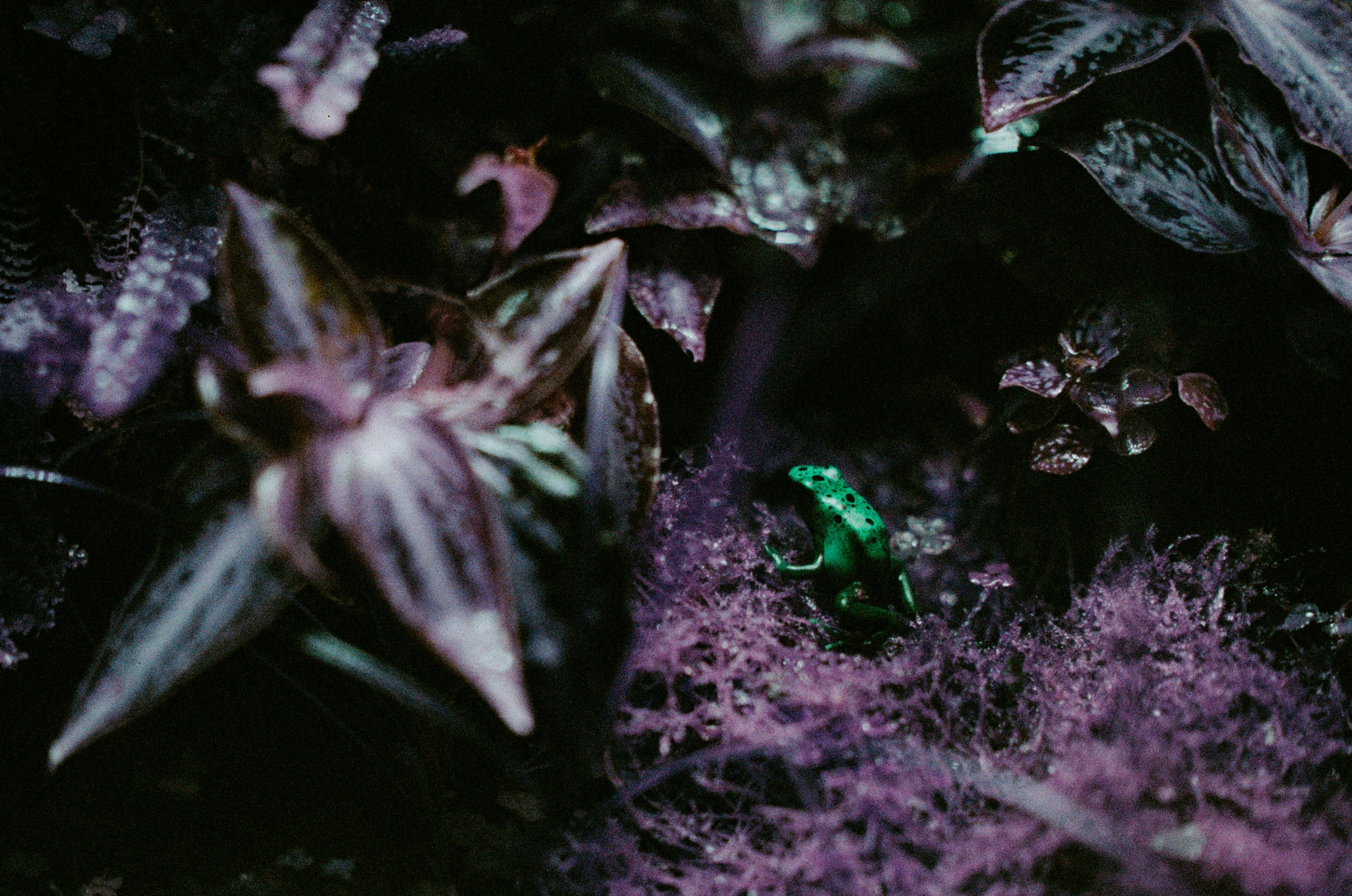 If i get high II. EVER EXPOSED