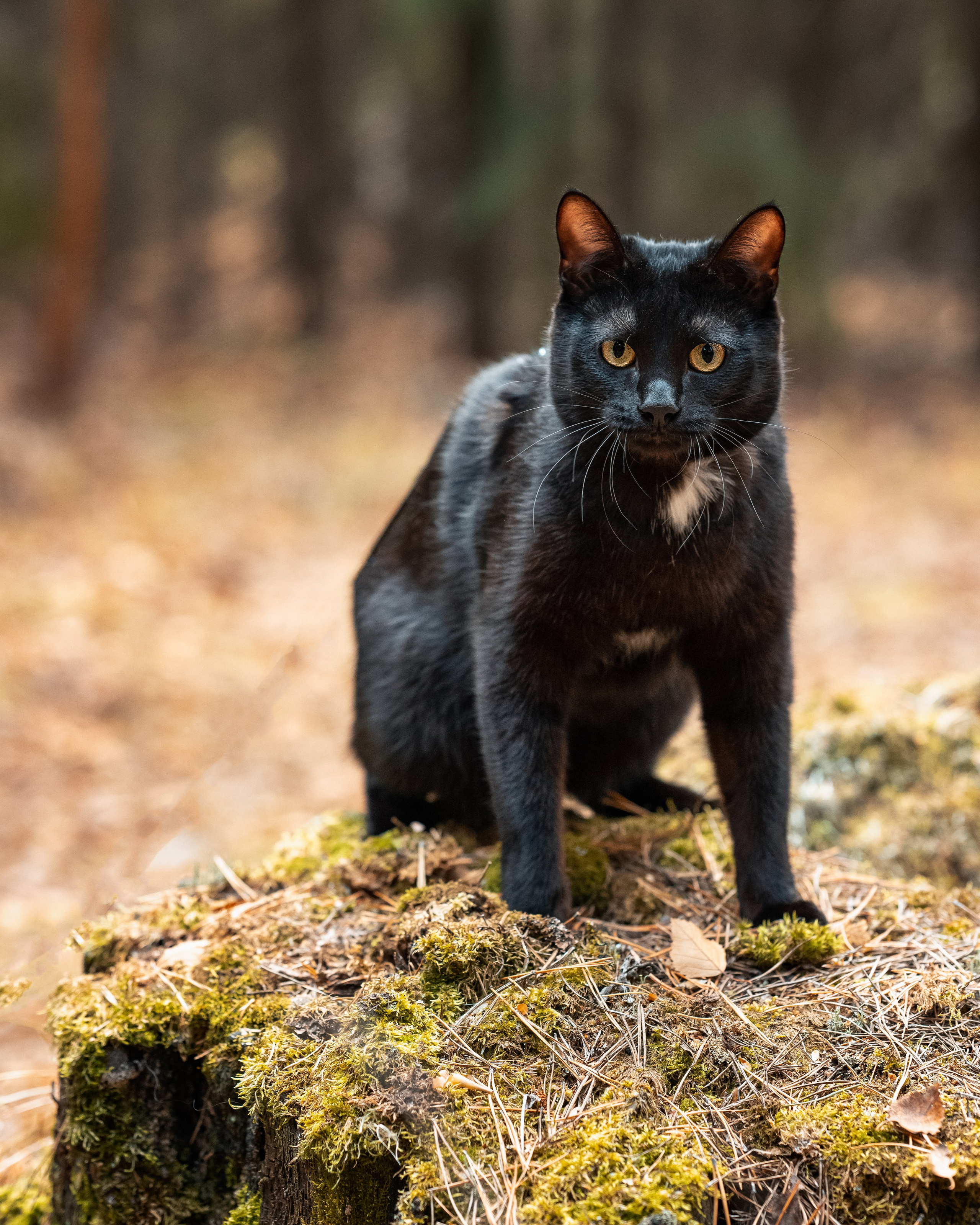 Ведьма с котом. Belichev45foto.ru