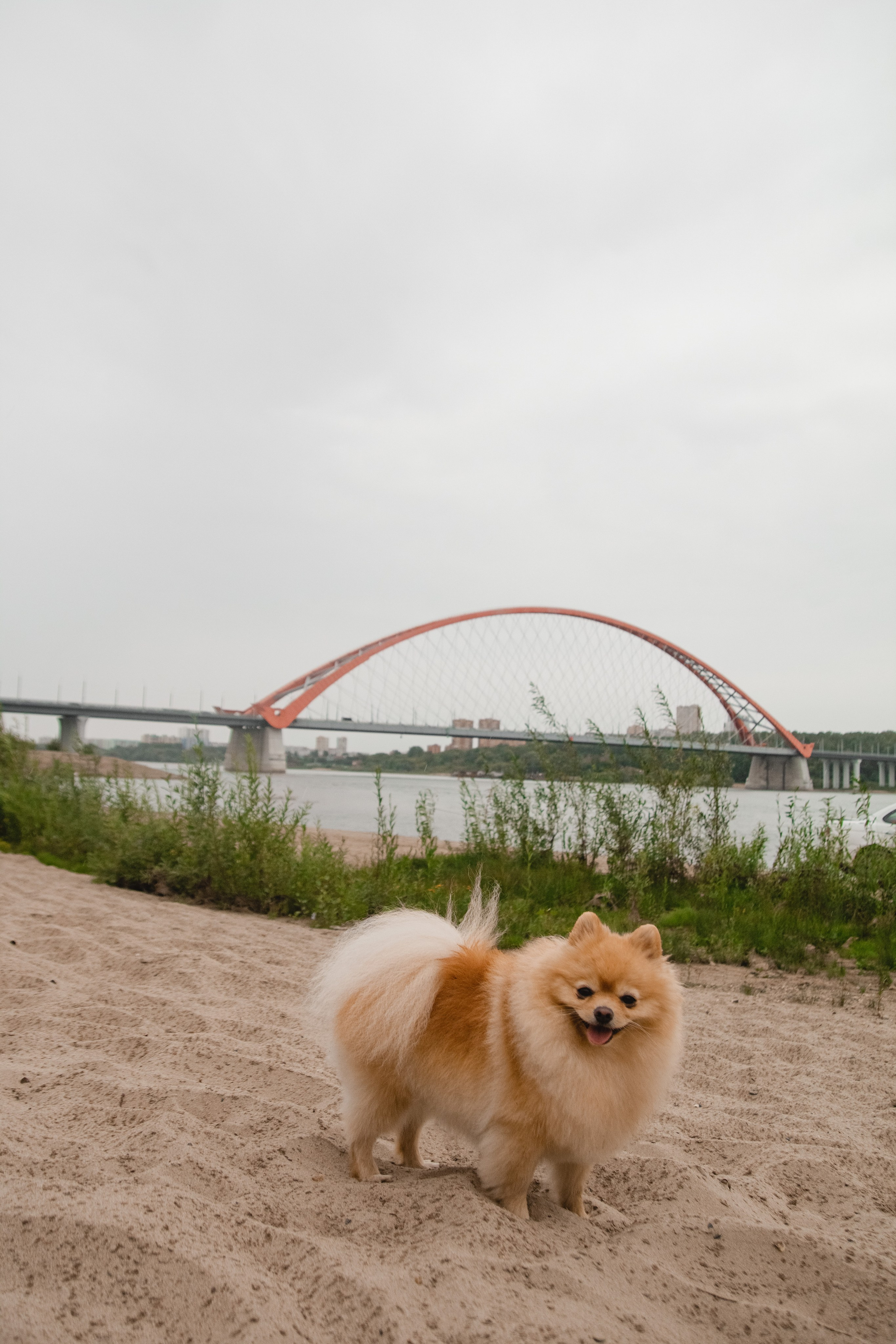 Под Бугринским мостом. ФОТОГРАФ НОВОСИБИРСК — АЛЁНА ЖИГАЛЕЕВА