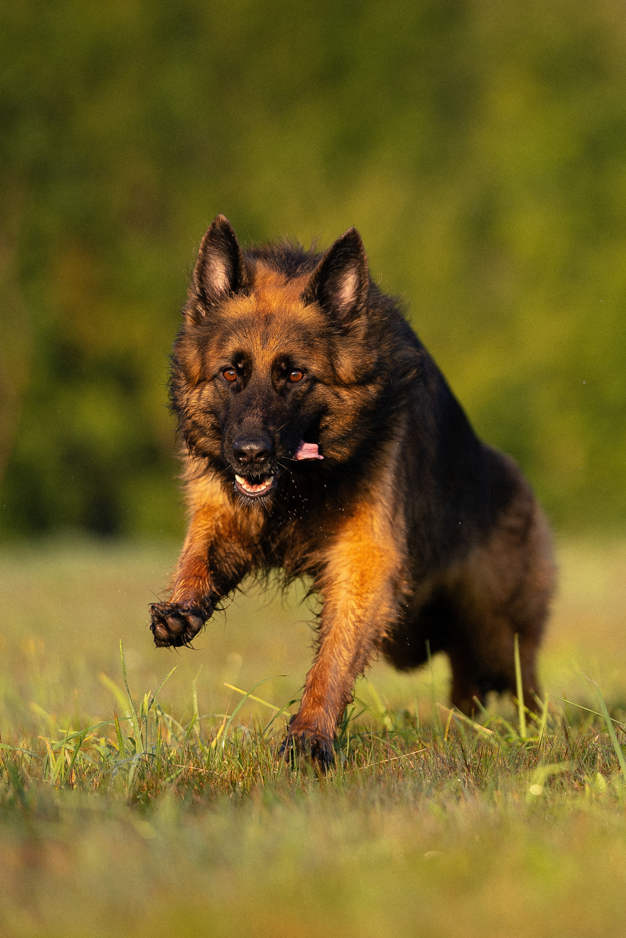 Алена, Матвей, Фанни и Фрея. Фотограф и видеограф анималист Аганина Дарья
