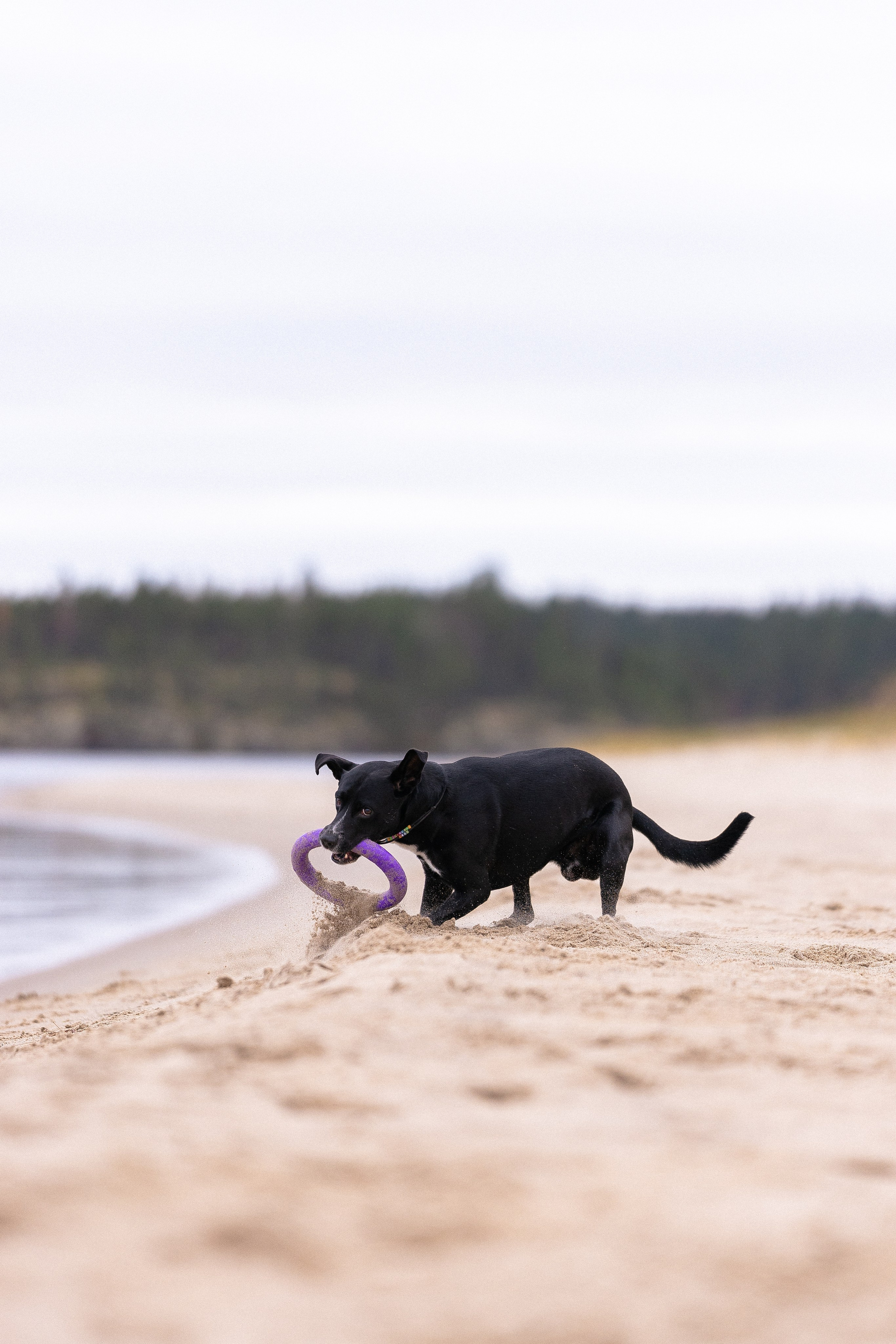 Karelia. Фотограф и видеограф анималист Аганина Дарья