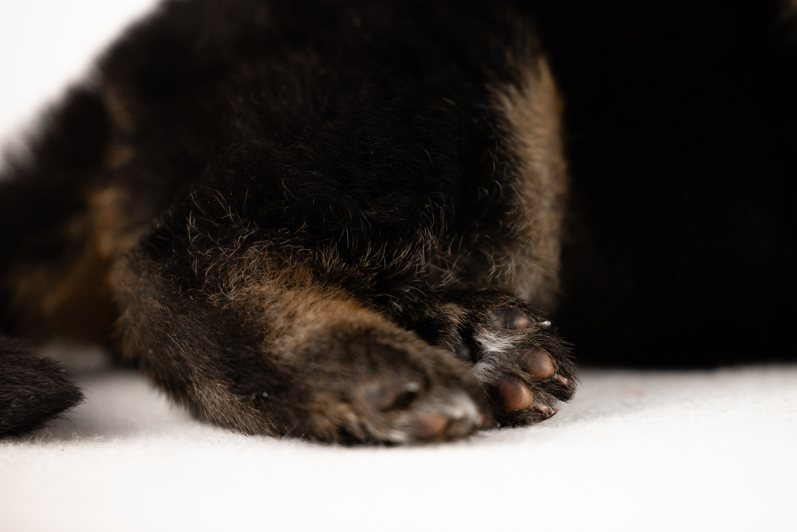 Немецкая овчарка. Фотограф и видеограф анималист Аганина Дарья