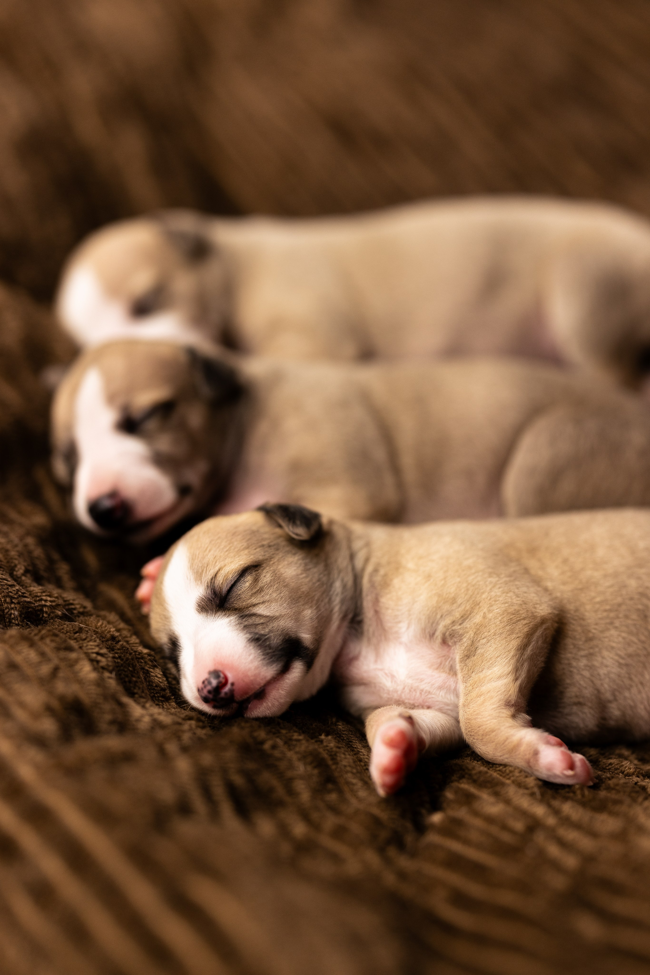 Уиппет. Фотограф и видеограф анималист Аганина Дарья