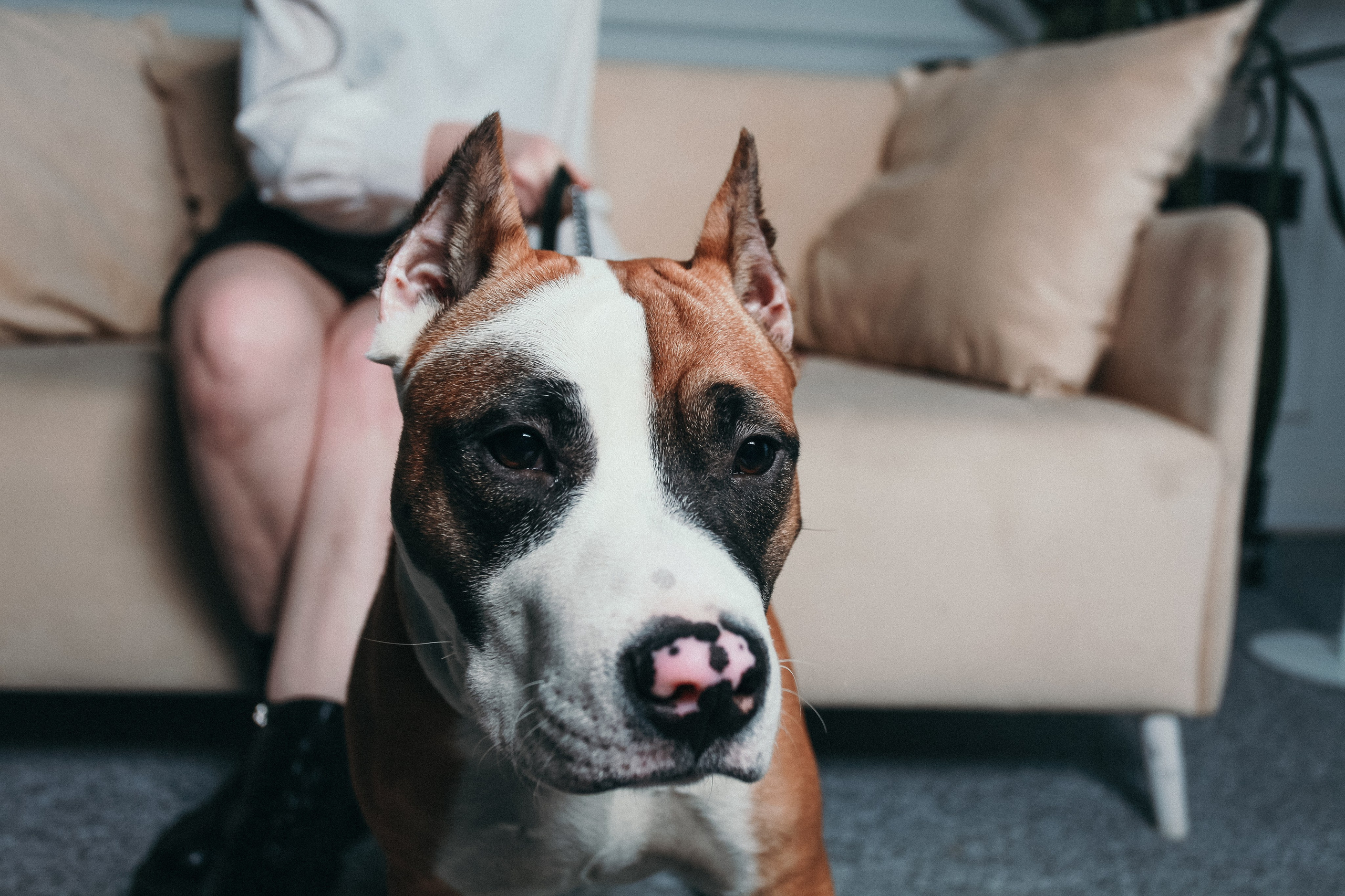 Ксения и Бакс. Фотограф Дарья Локотко в Красноярске