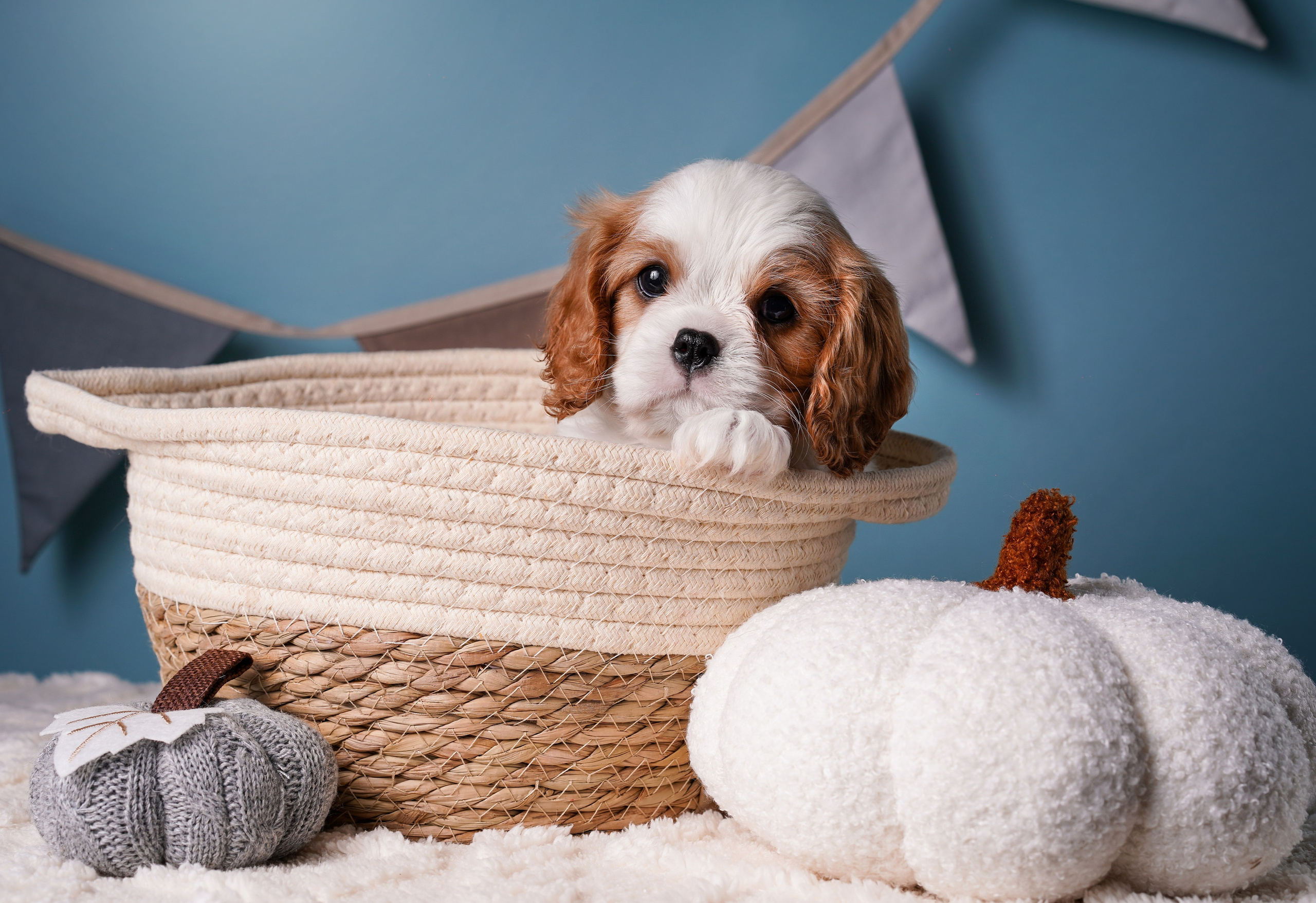 Щенки кавалера. Фотограф-анималист в Санкт-Петербурге Яна Мартынова