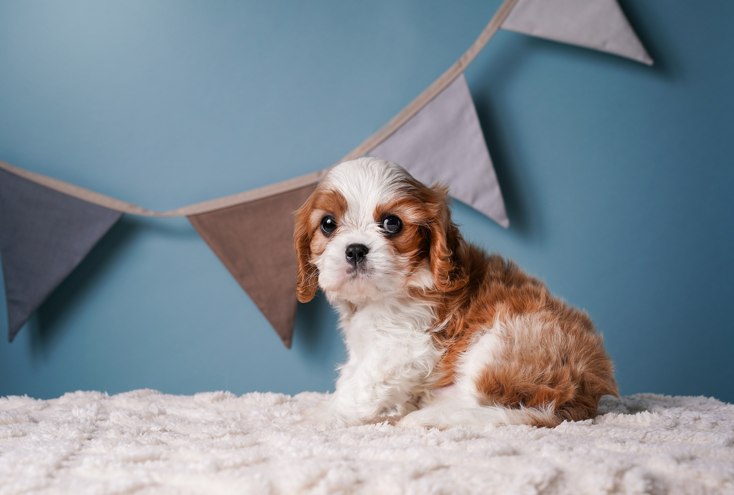 Щенки кавалера. Фотограф-анималист в Санкт-Петербурге Яна Мартынова