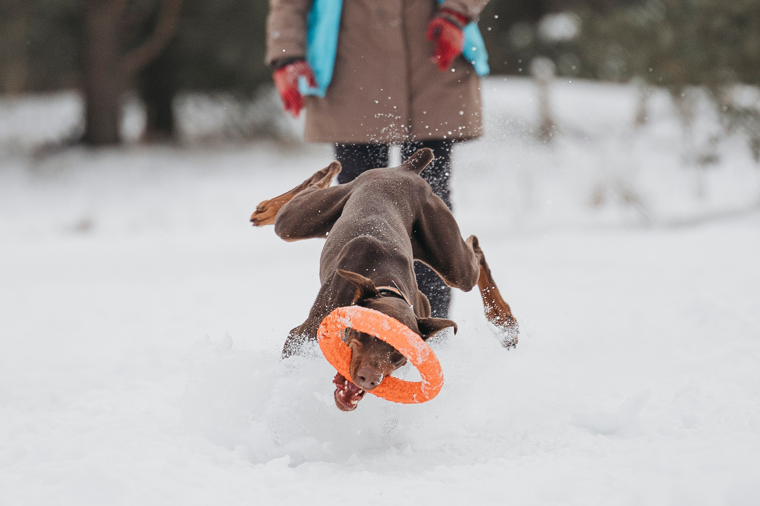 Даша, Омен, Айс и Рицу. Фотограф-анималист Анна Маринич