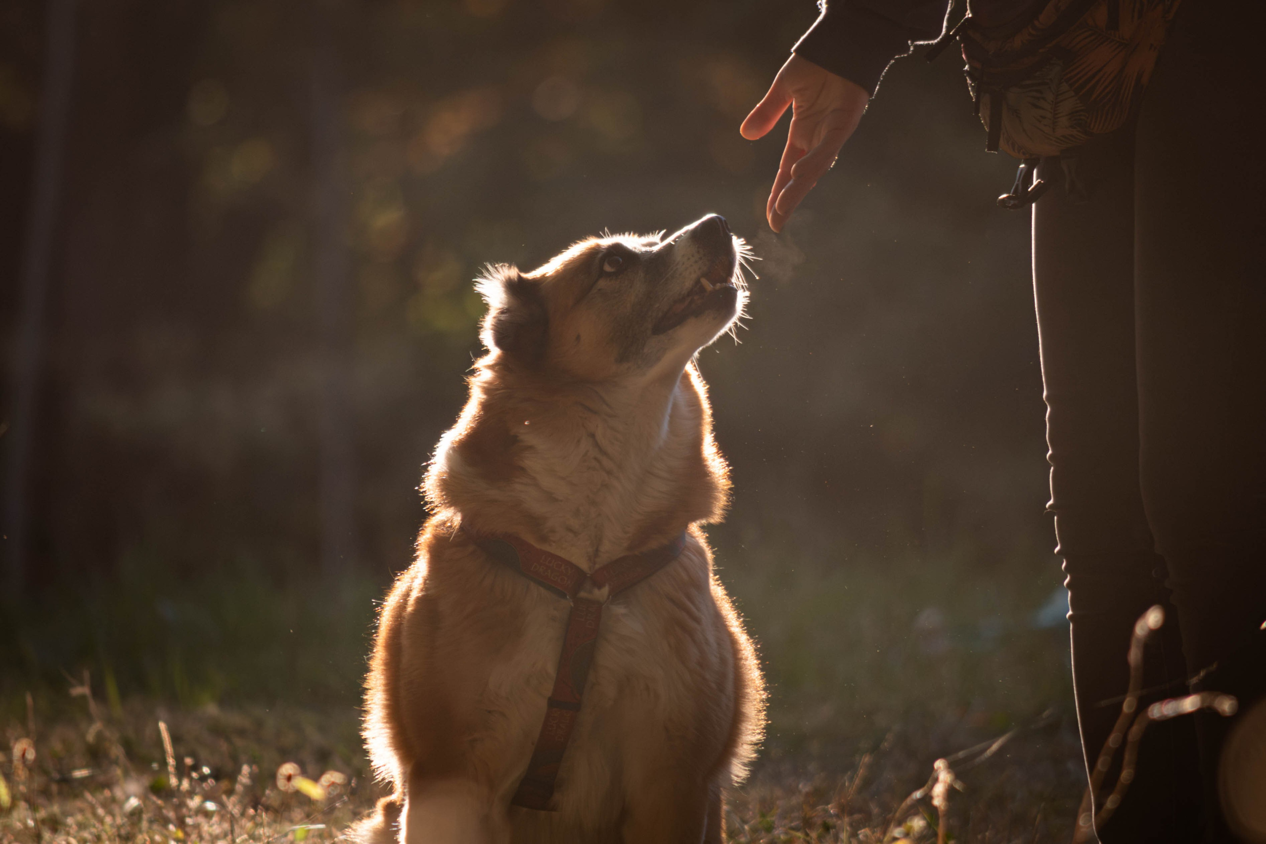 Ник и Полина. Фотограф Светлана Блинова, Москва и Московская область