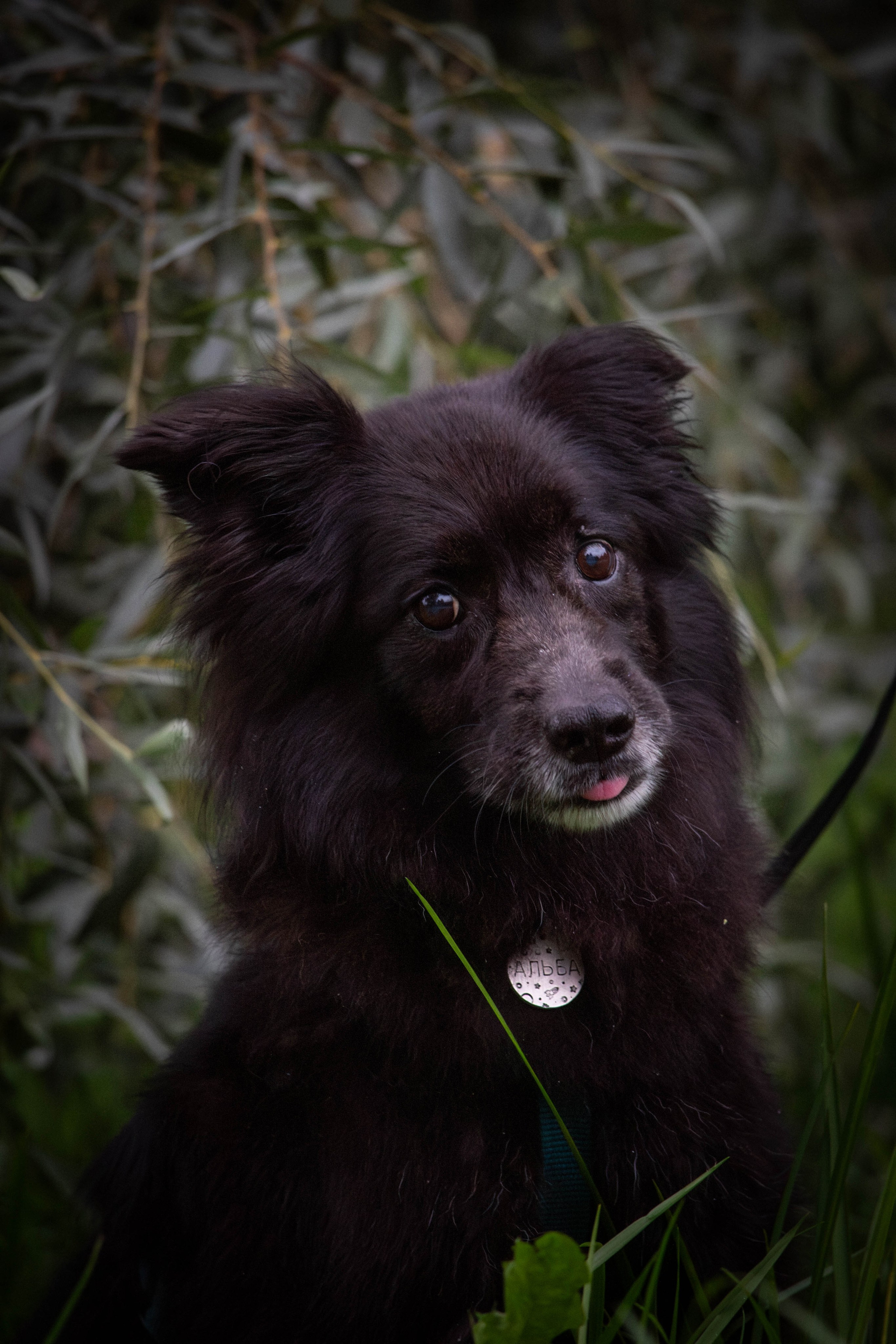 Альба и Даша. Фотограф Светлана Блинова, Москва и Московская область
