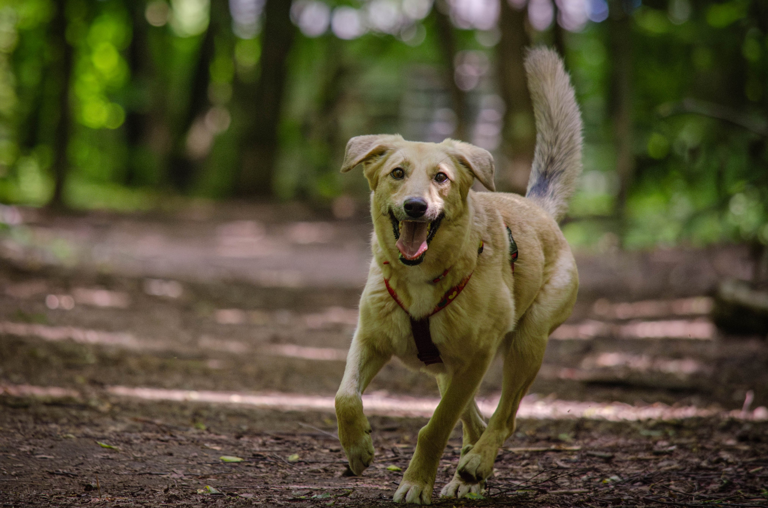 Мира и Барон. Фотограф Светлана Блинова, Москва и Московская область