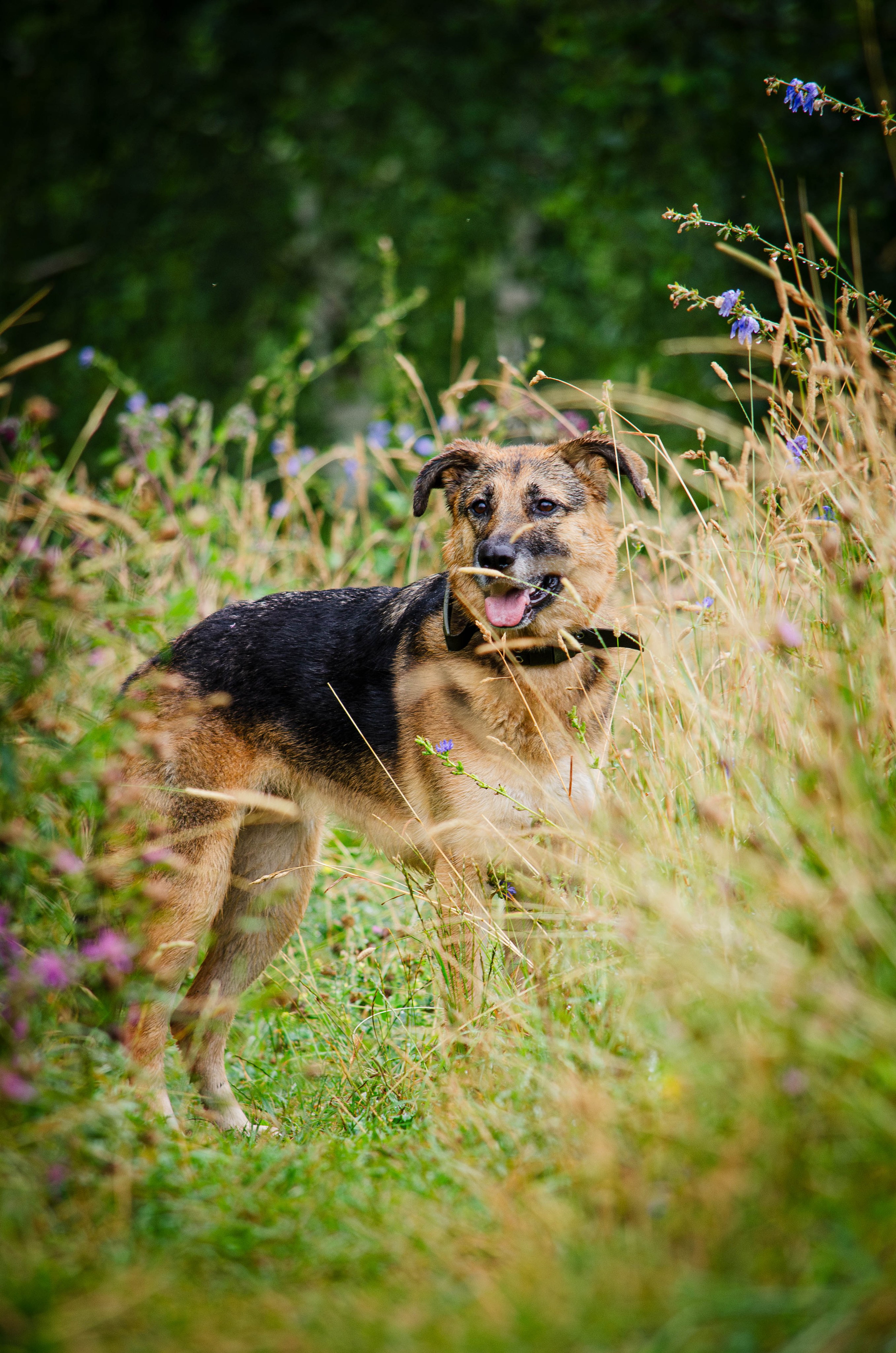 Арья и Оззи. Фотограф Светлана Блинова, Москва и Московская область