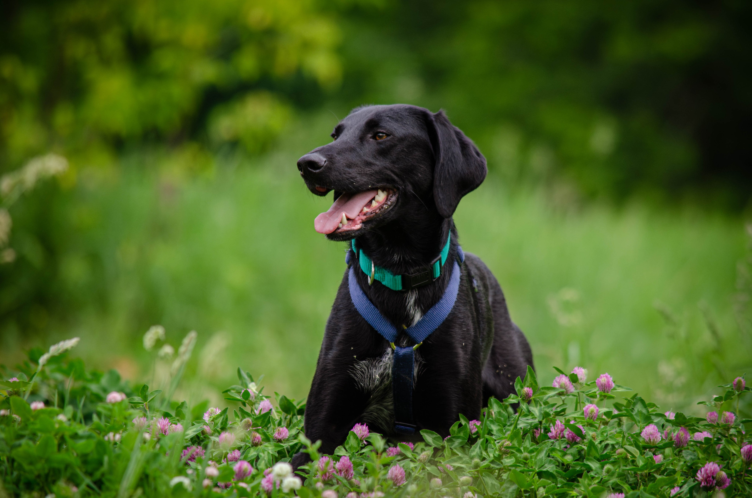 Мира и Барон. Фотограф Светлана Блинова, Москва и Московская область
