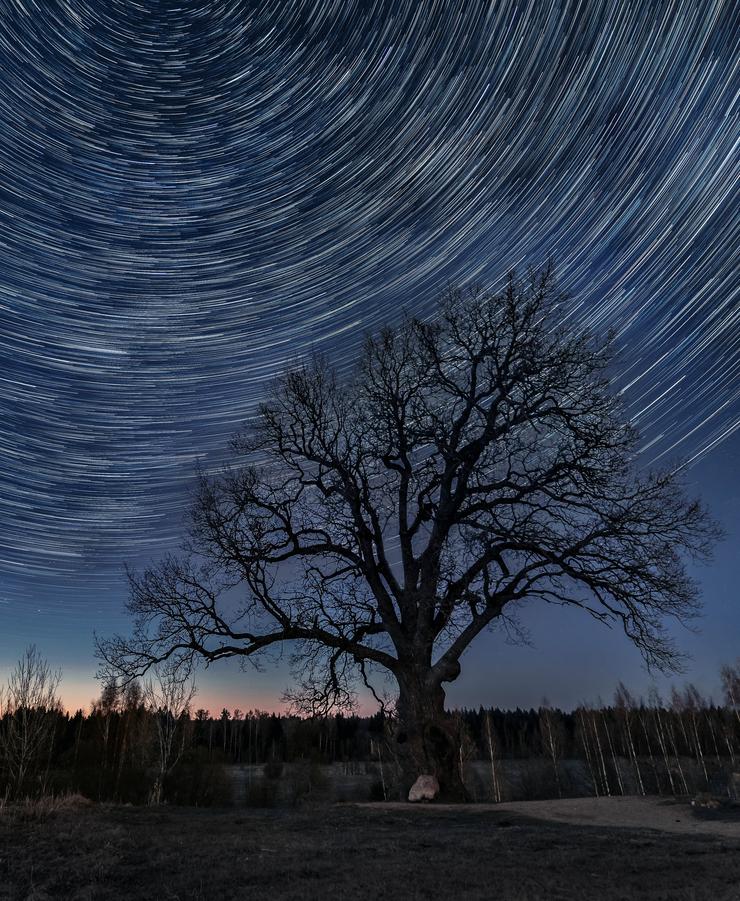 Ириновский дуб. Древний могучий дуб звёздные следы круговое вращение тёмно-синее небо сумерки поле лес горизонт ночной пейзаж фото Евгений Мальцев Ev.Rednix.