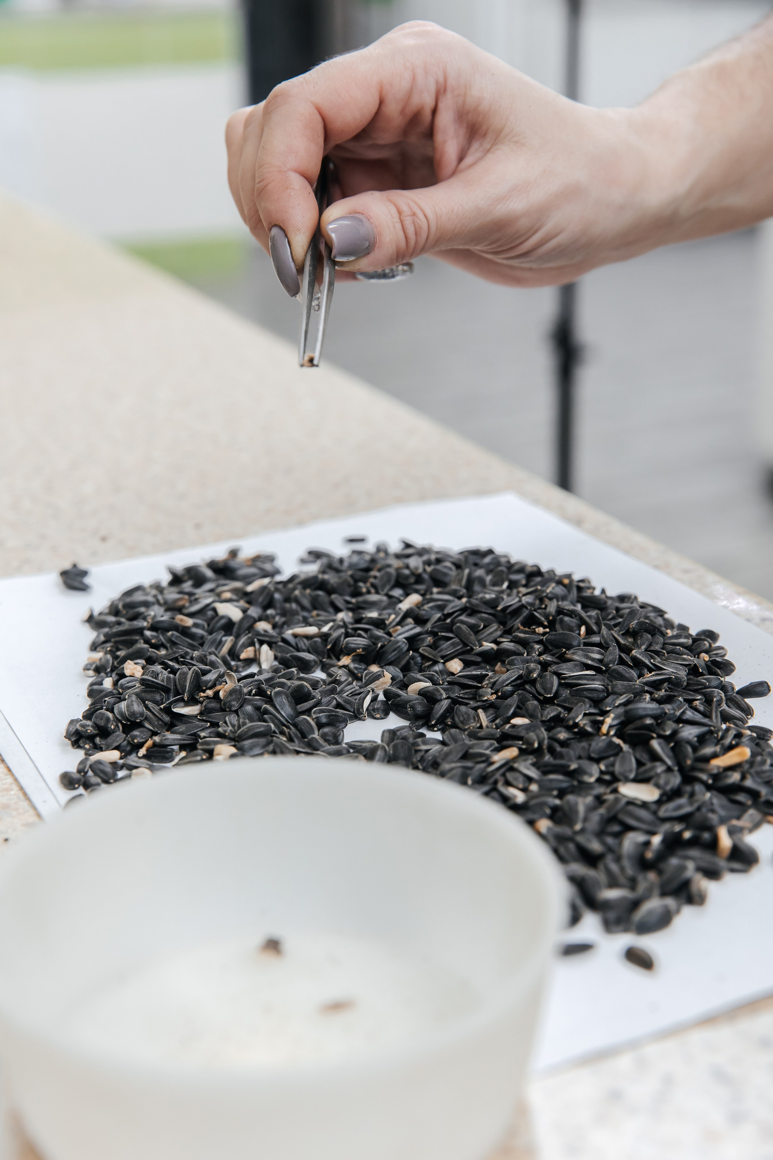 Диво Алтая. Производитель подсолнечного масла. Лихошерстов Андрей — фотограф для бизнеса из Сибири