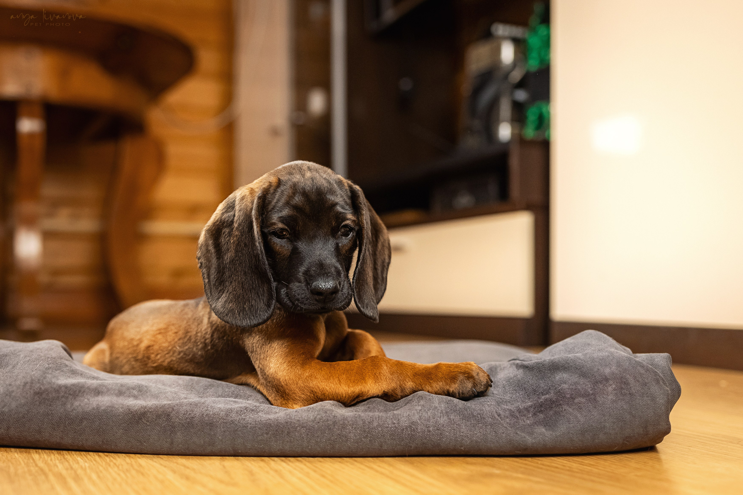 Баварцы. Фотограф анималист Аня Ливанова | Рыбинск