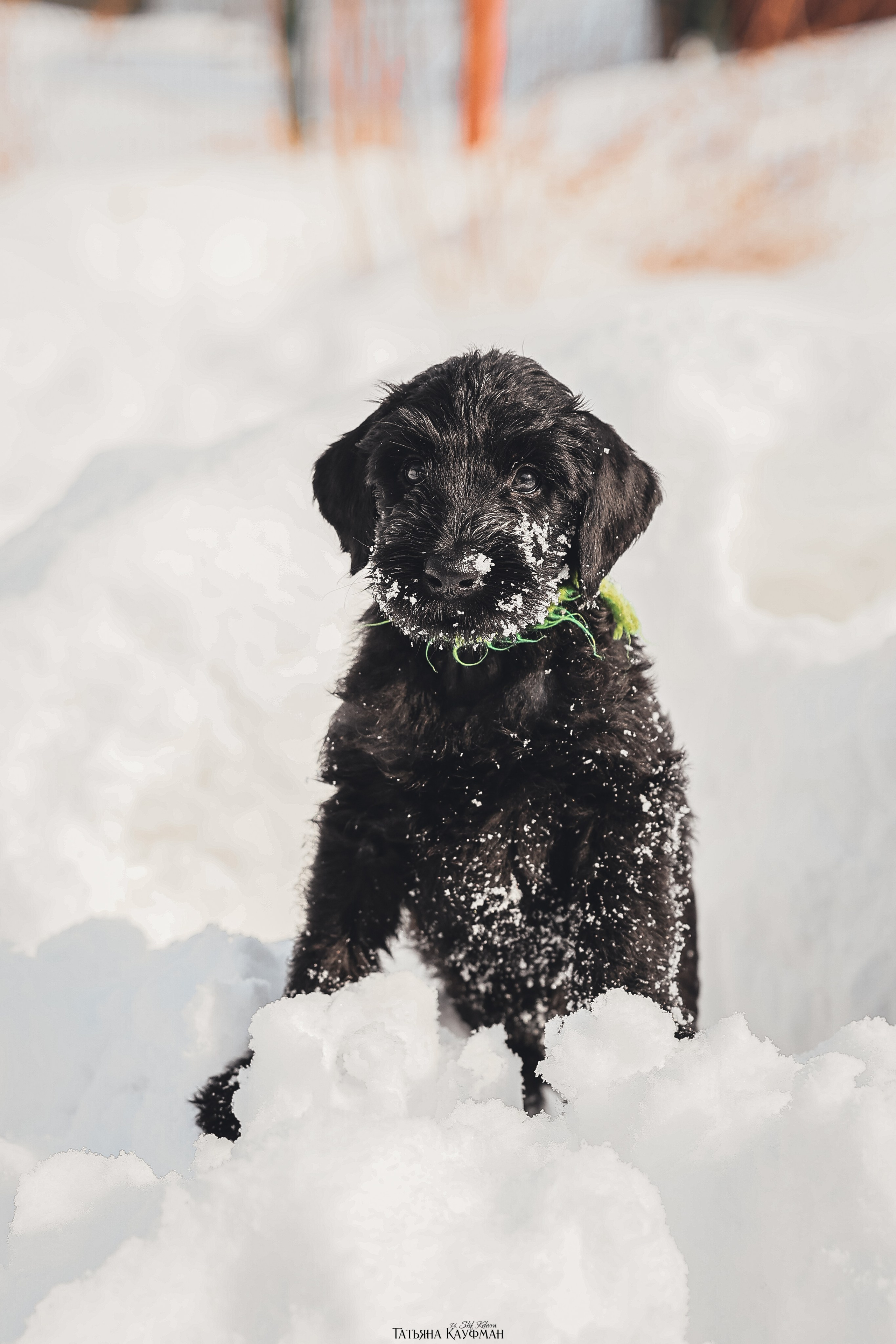 Ризеншнауцер, щенки ризеншнауцера, купить ризеншнауцера, купить щенка, ризеншнауцер Новосибирск, фотосъемка щенков, фотосессия собак, заказать фотосессию, фотографии щенков, сфотографировать щенка, фотограф Анималист, фотограф собак Новосибирск, фотограф анималист Новосибирск