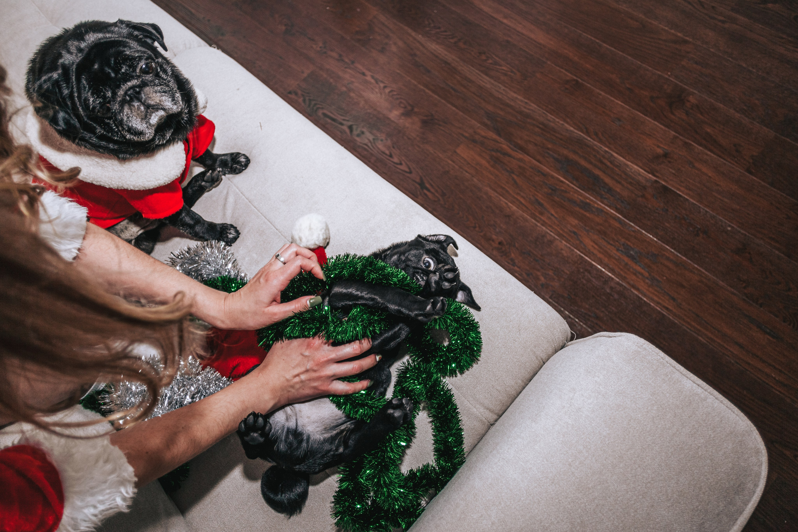 Домашняя фотосессия Оли и двух ее мопсов. Фотограф-анималист Татьяна Степанова