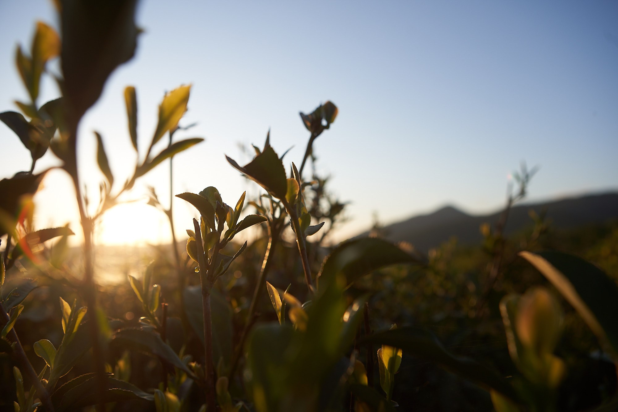 Краснодарский чай. Фотограф и оператор мероприятий, концертов и портретов в городе Москва