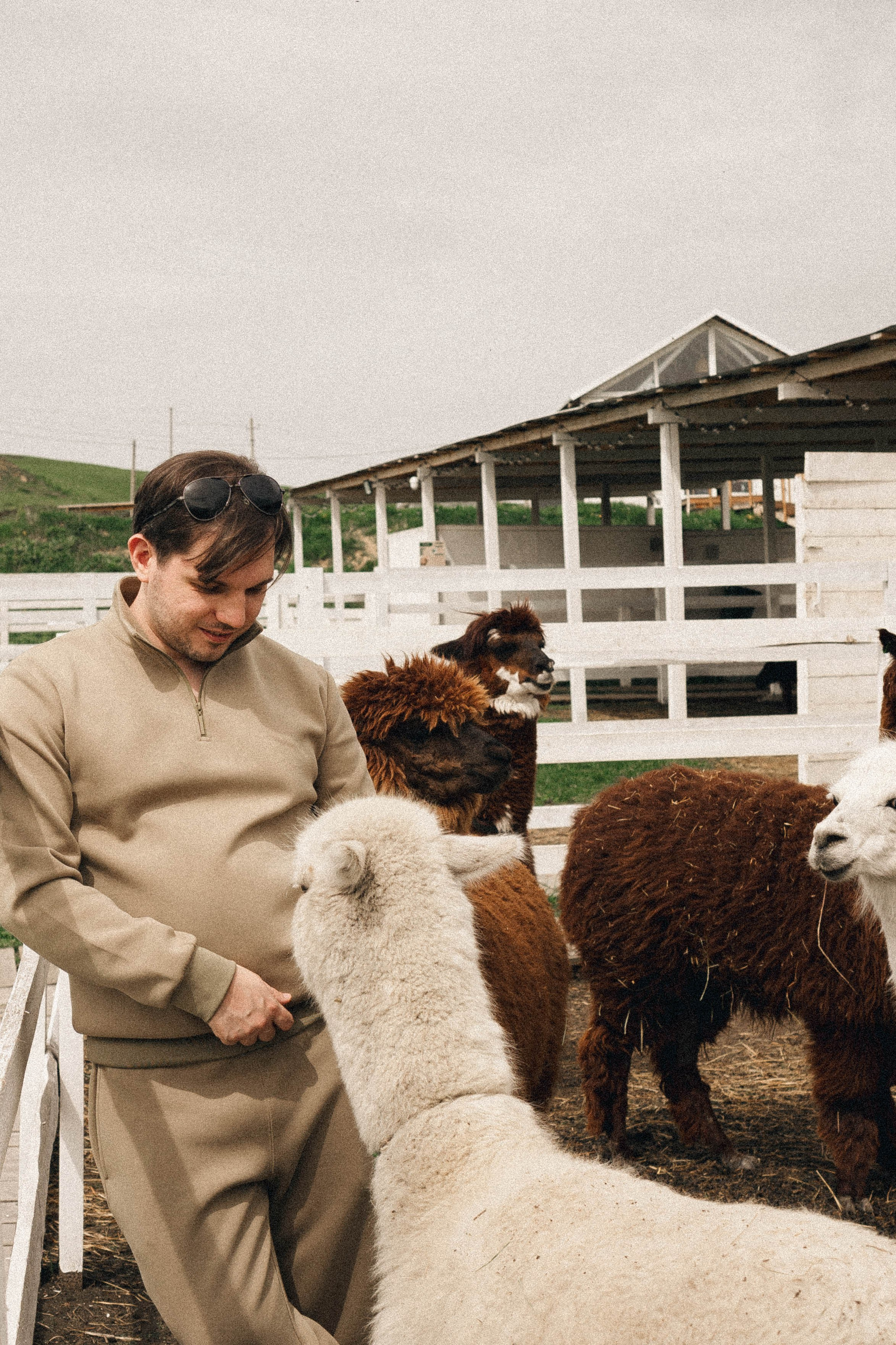Ферма Альпак. Профессиональный фотограф, Санкт-Петербург — Виктория Богомолова