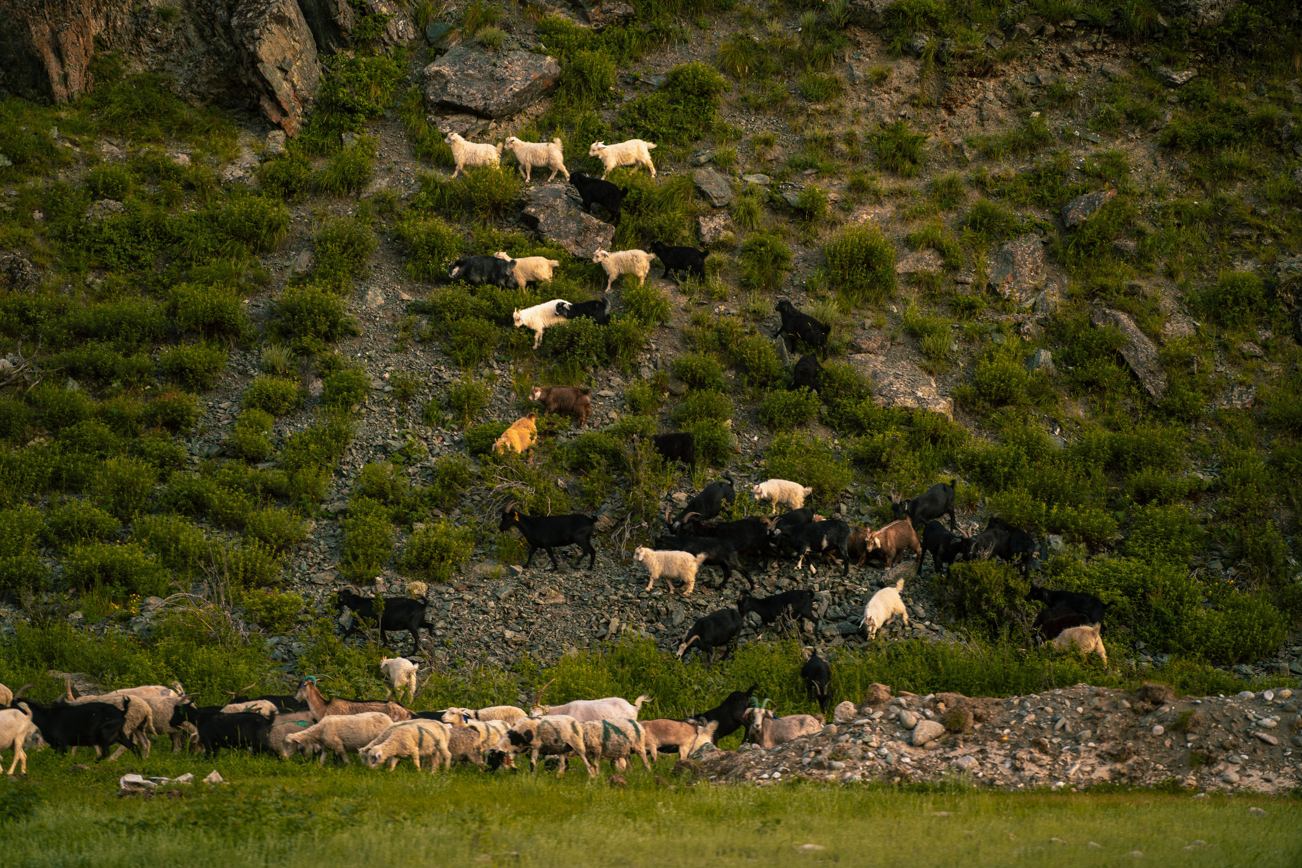 Алтай. Оператор и Фотограф в Санкт-Петербурге и Москве