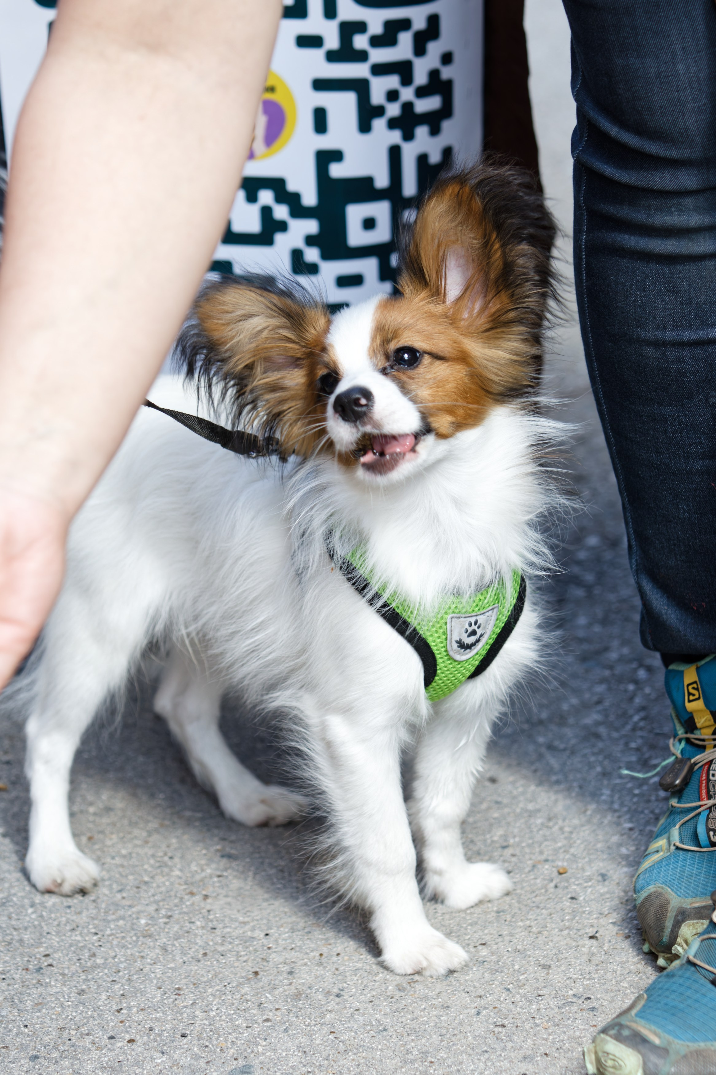 Вечеринка для собак Oh my dog 20.07.2025. Репортажный и спортивный фотограф в г. Пермь Зильберг Павел