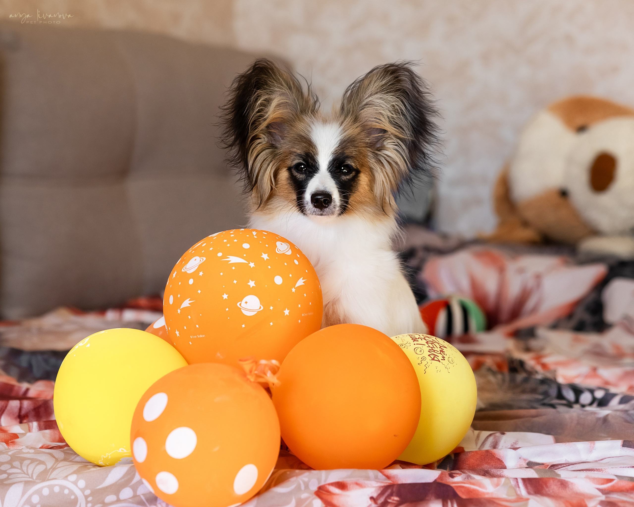 Хьюстон. Фотограф анималист Аня Ливанова | Рыбинск