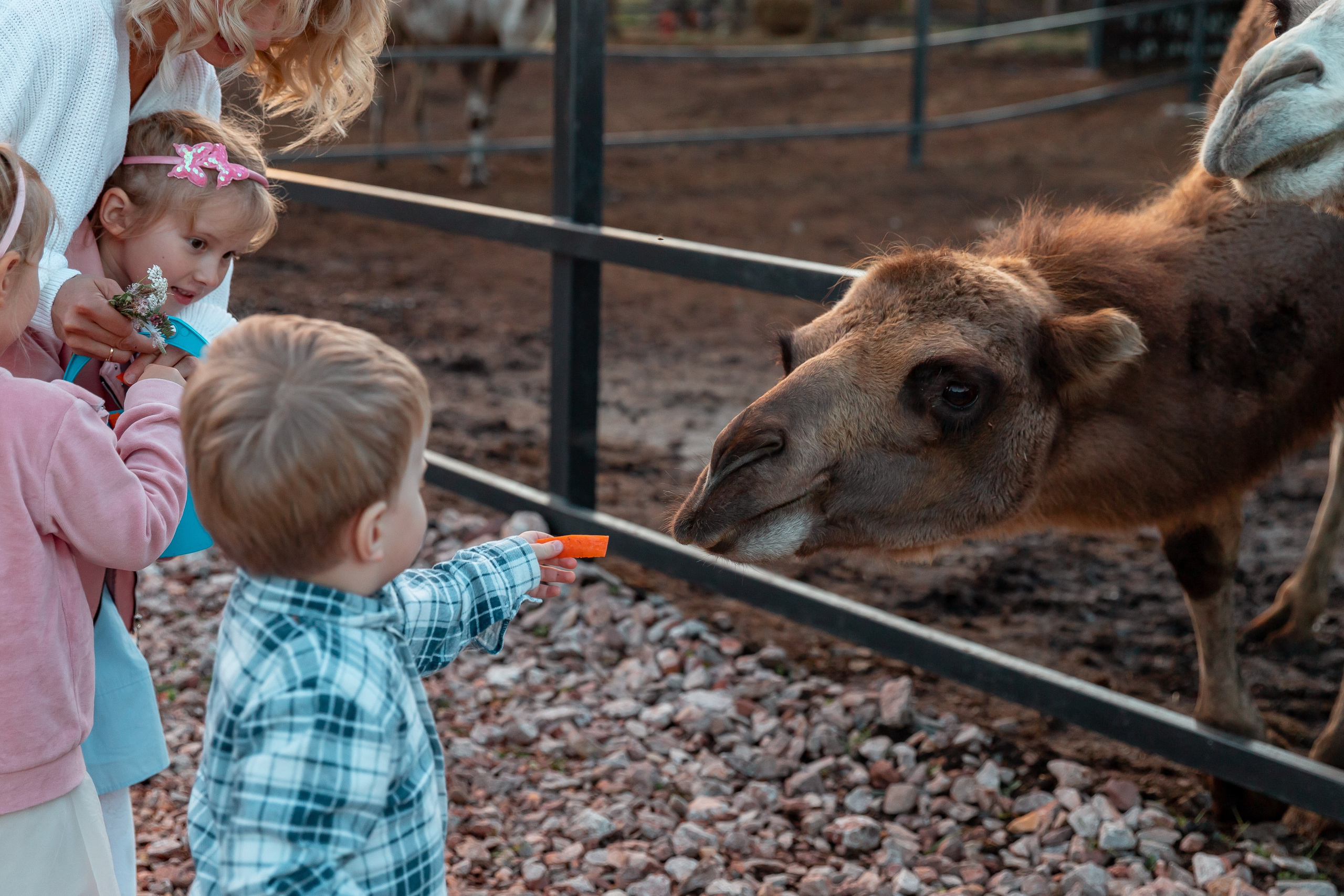 Прогулка на ранчо. Детский и семейный фотограф в Красноярске Юлия Бирюкова