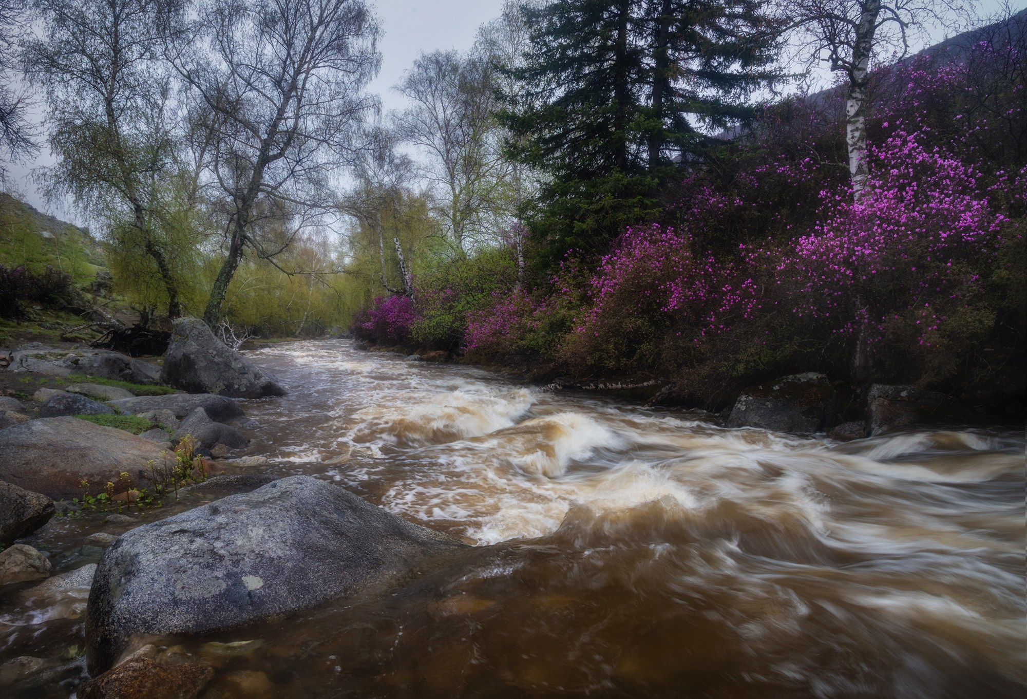 Весна на Ильгумене. Онгудайский район, май 2023
