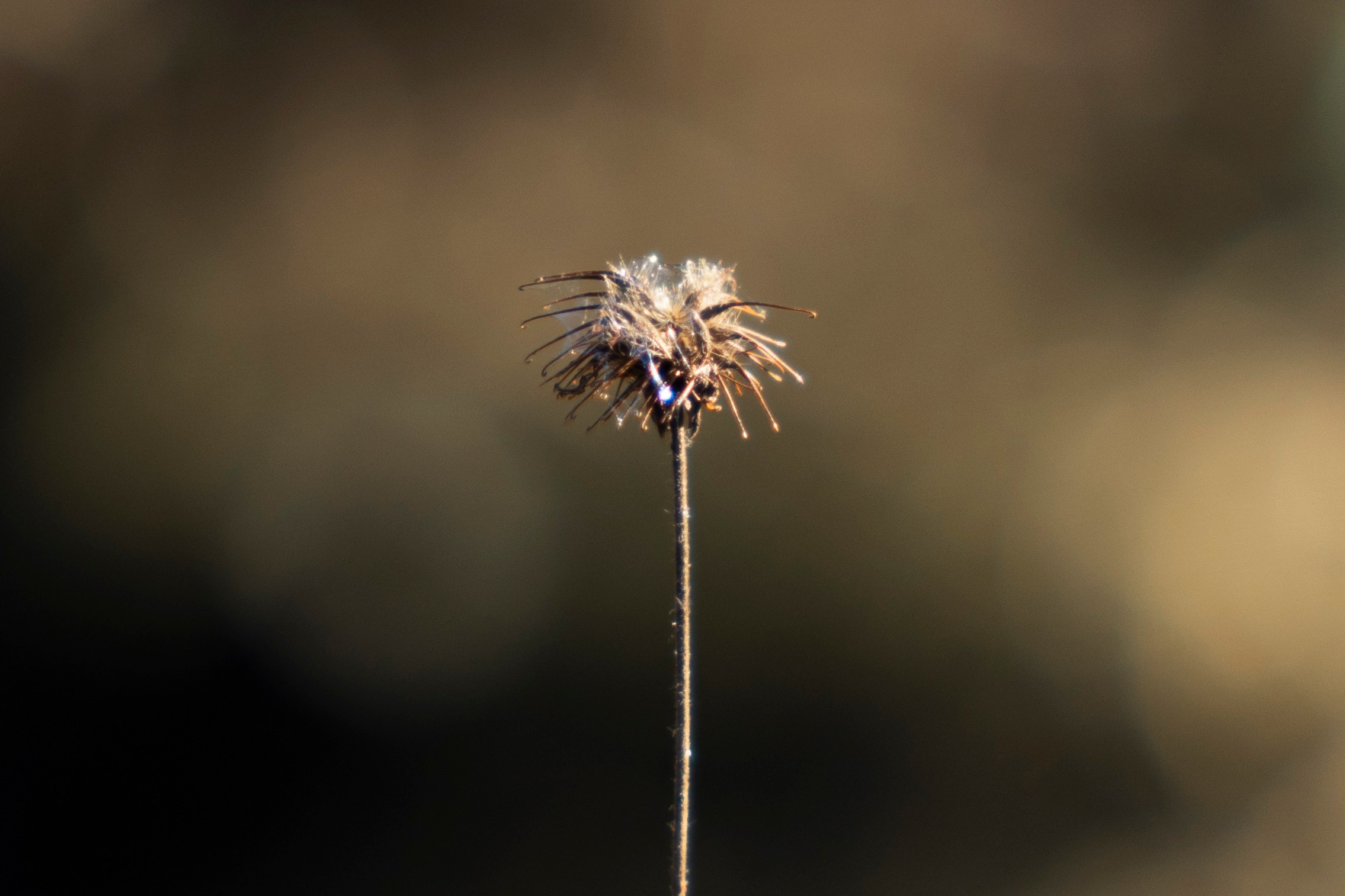 Разное неважное. Фотограф в Москве Алейникова Евгения