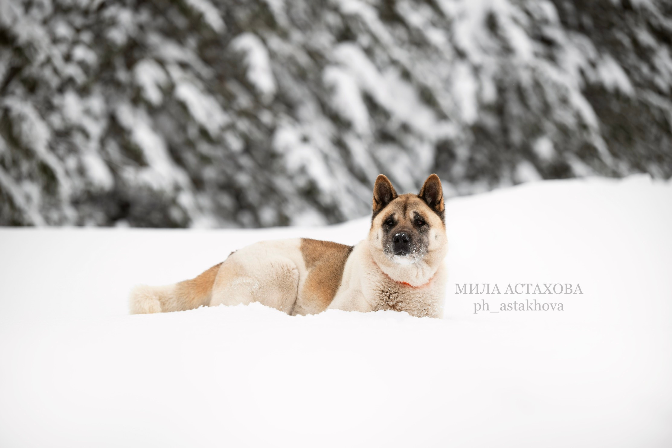 Юля, Дмитрий и Кита. Мила Астахова