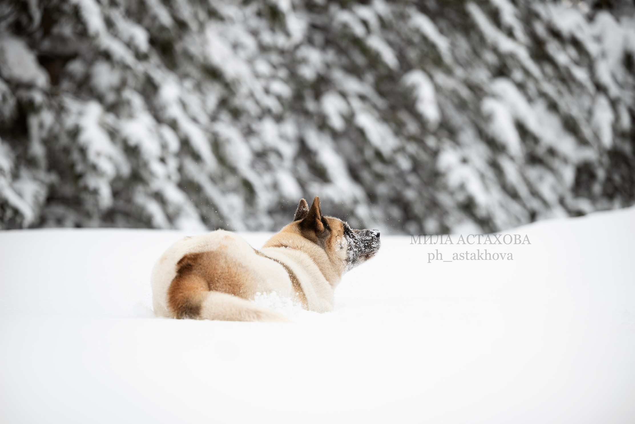 Юля, Дмитрий и Кита. Мила Астахова