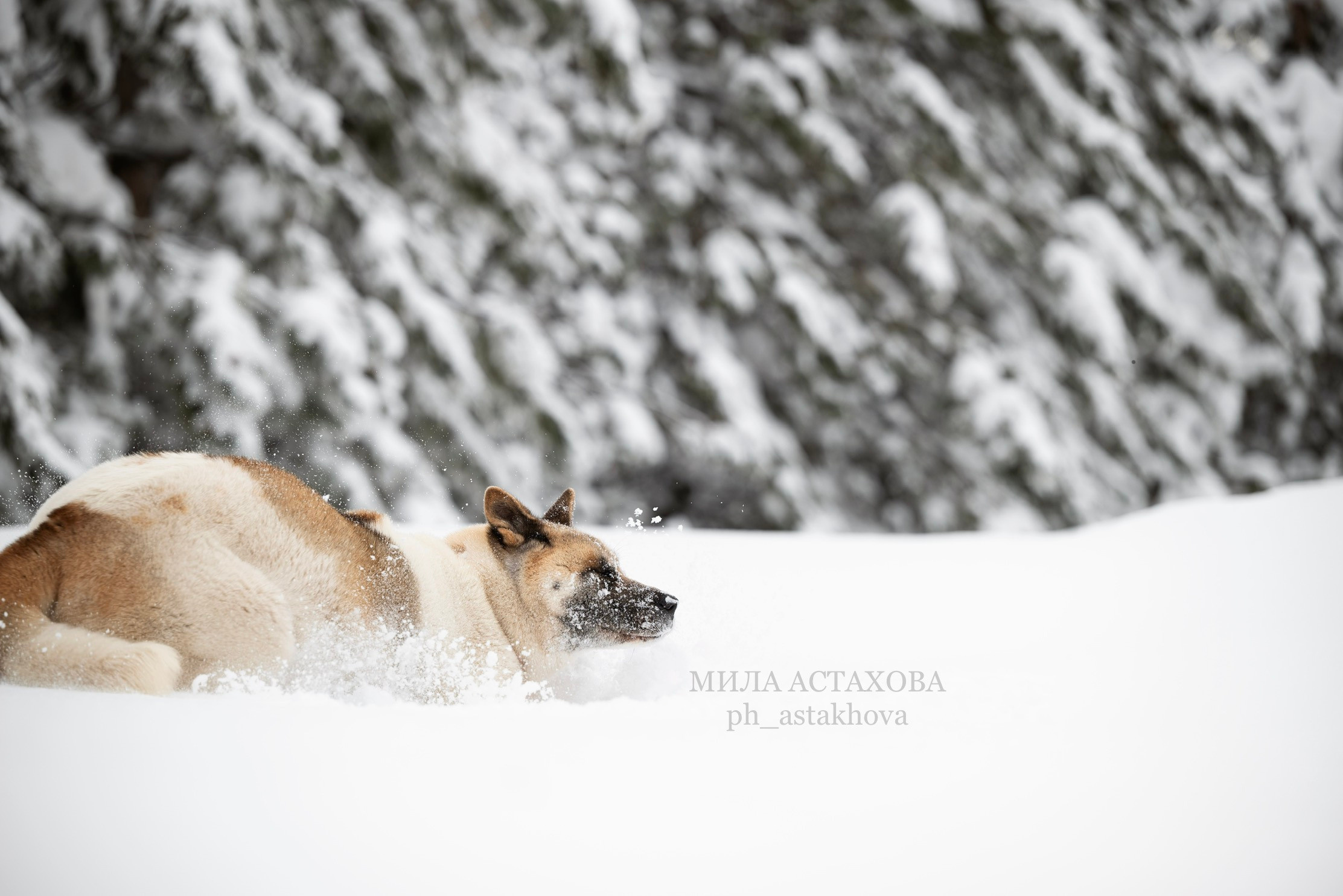Юля, Дмитрий и Кита. Мила Астахова