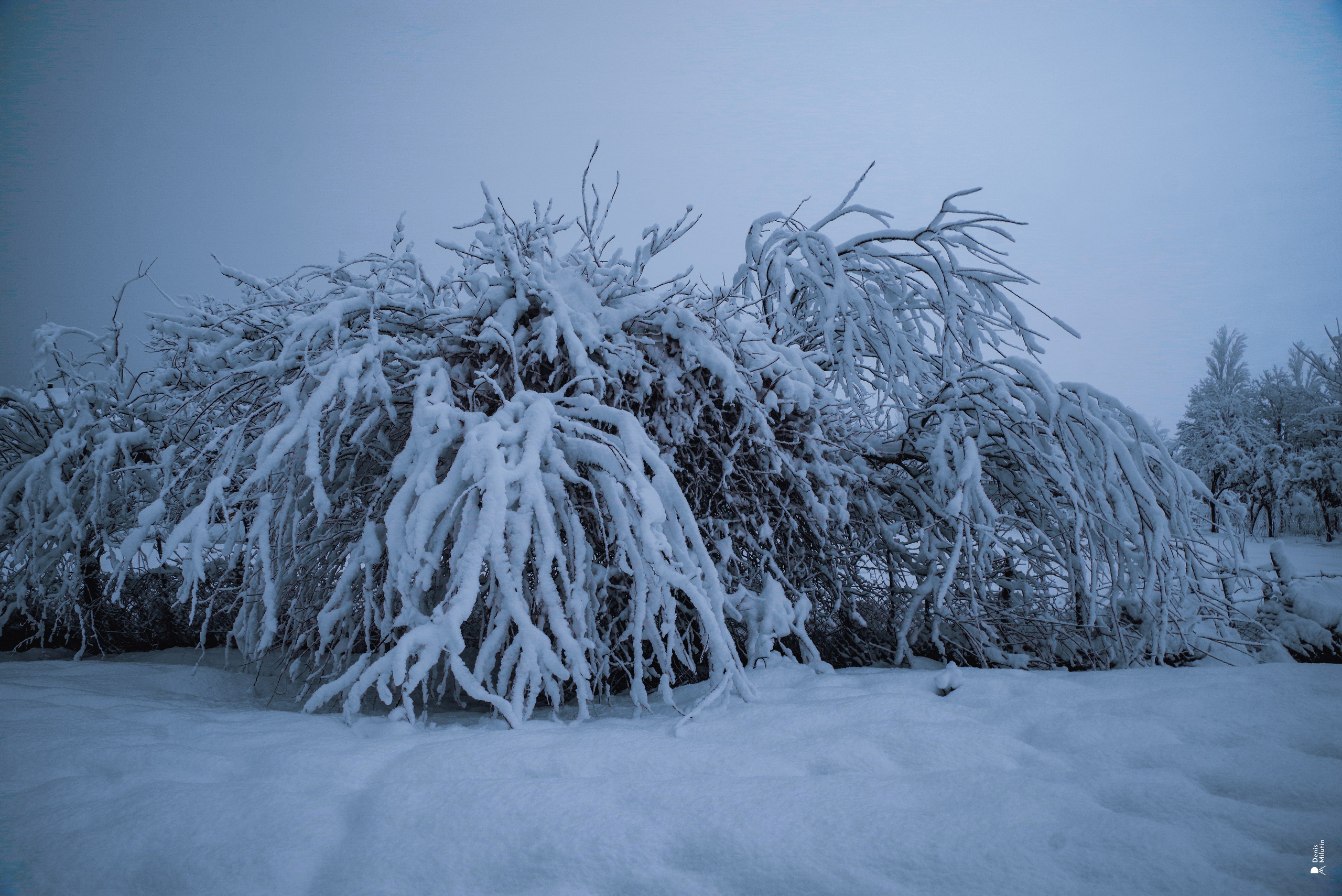 Спящий Менджи зимой. Портретный фотограф Денис Милютин