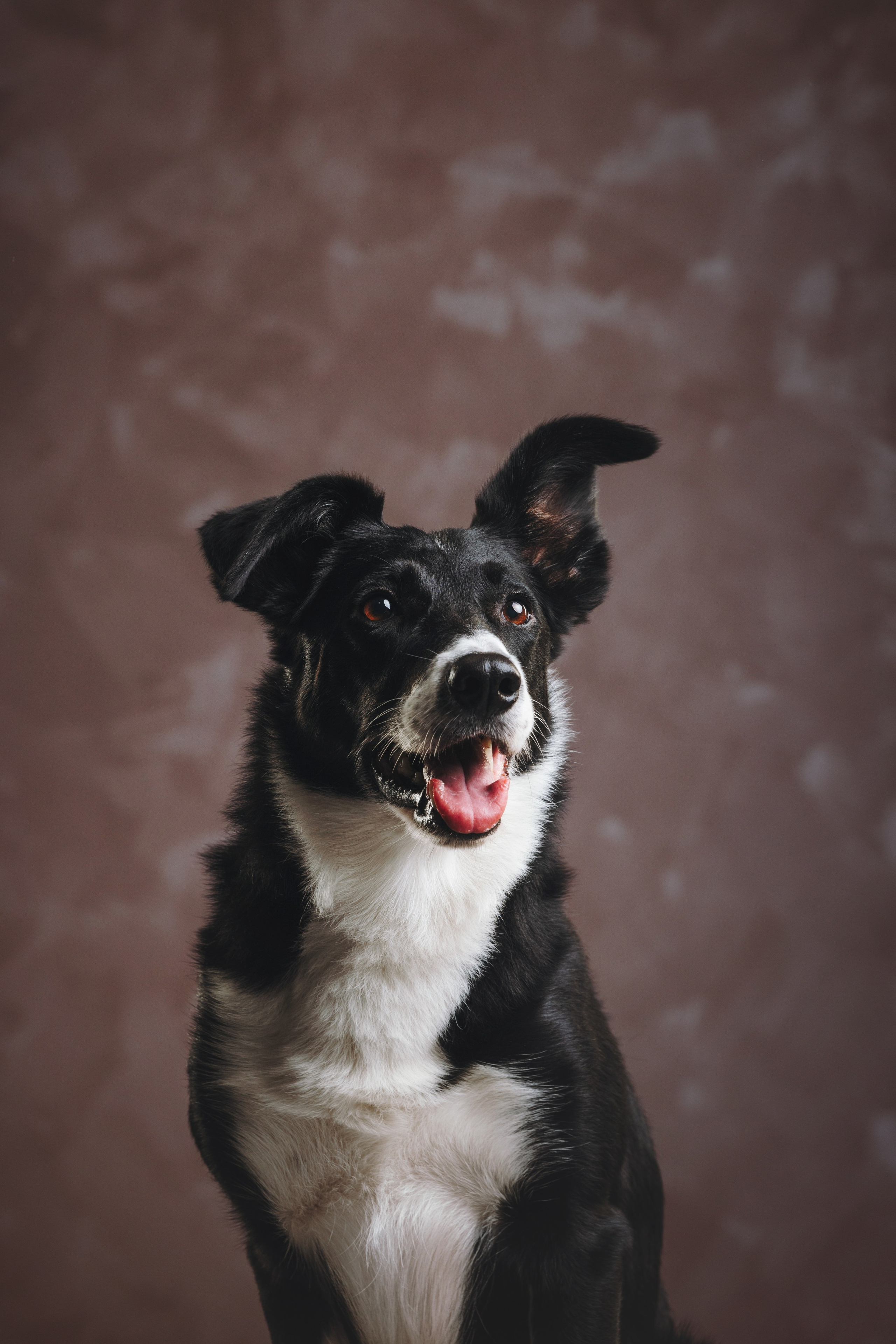 Бордер-колли. Фотограф анималист Осипчикова Мария