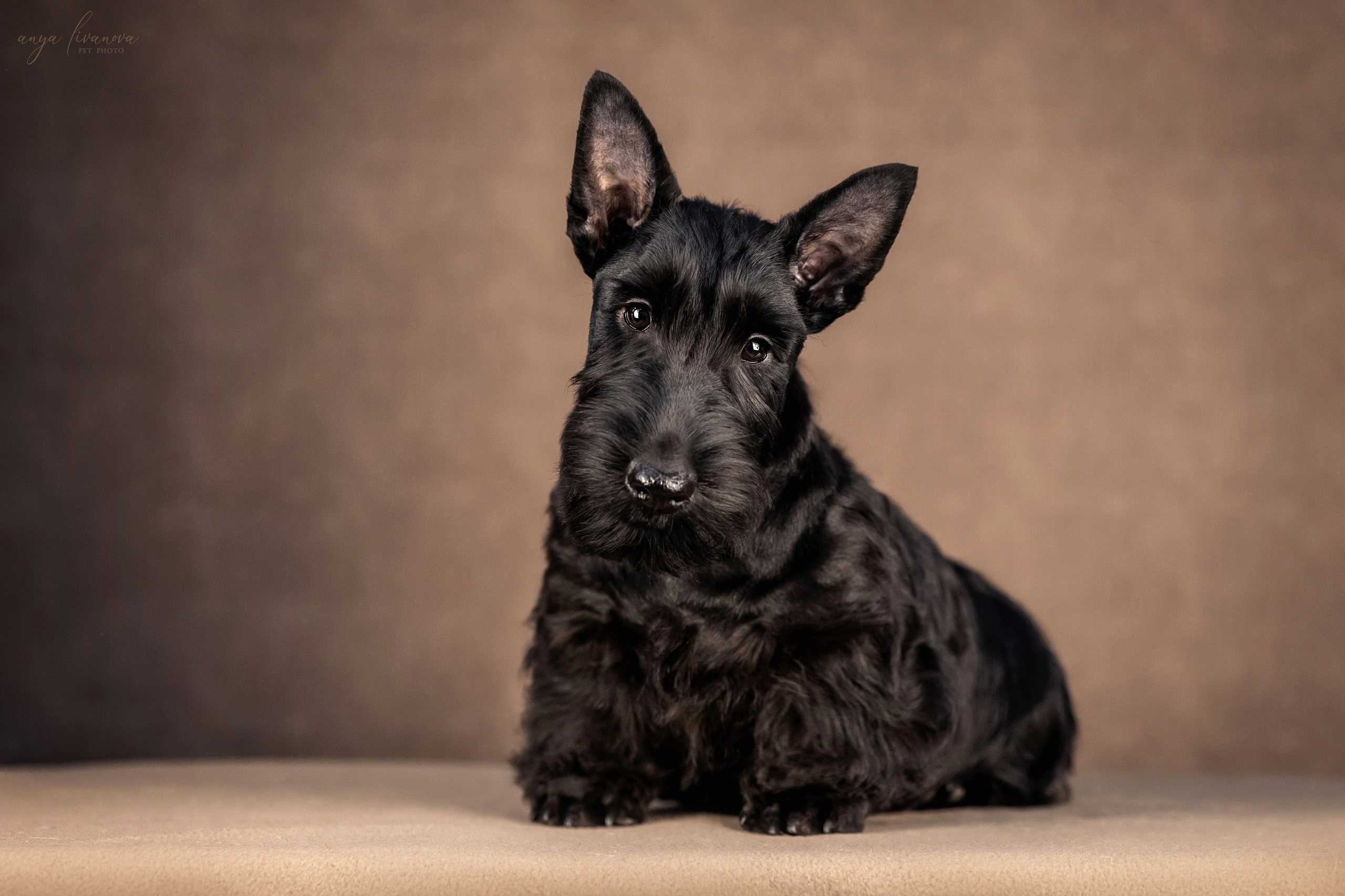 Скотчики. Фотограф анималист Аня Ливанова | Рыбинск